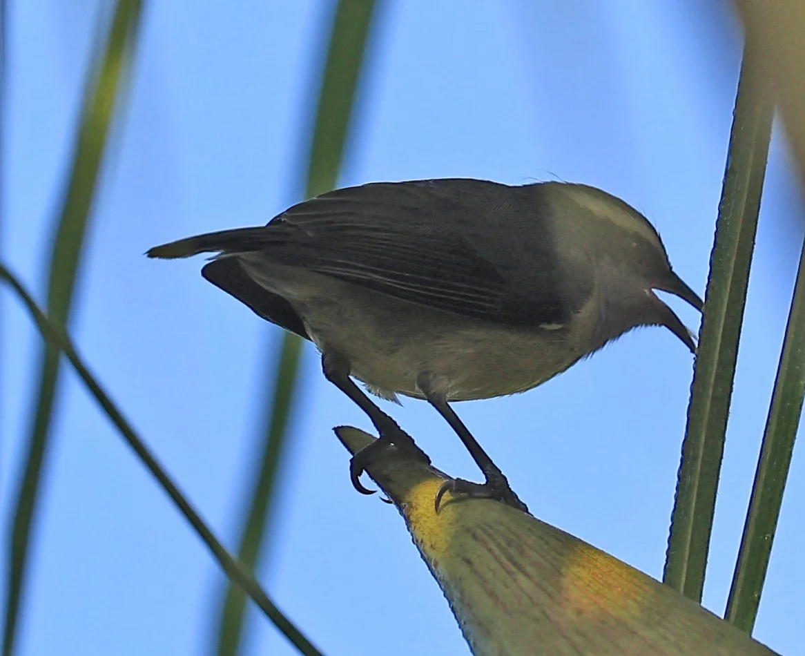 Bananaquit (Coereba flaveola) Superagui National Park, Brazil (1).jpg