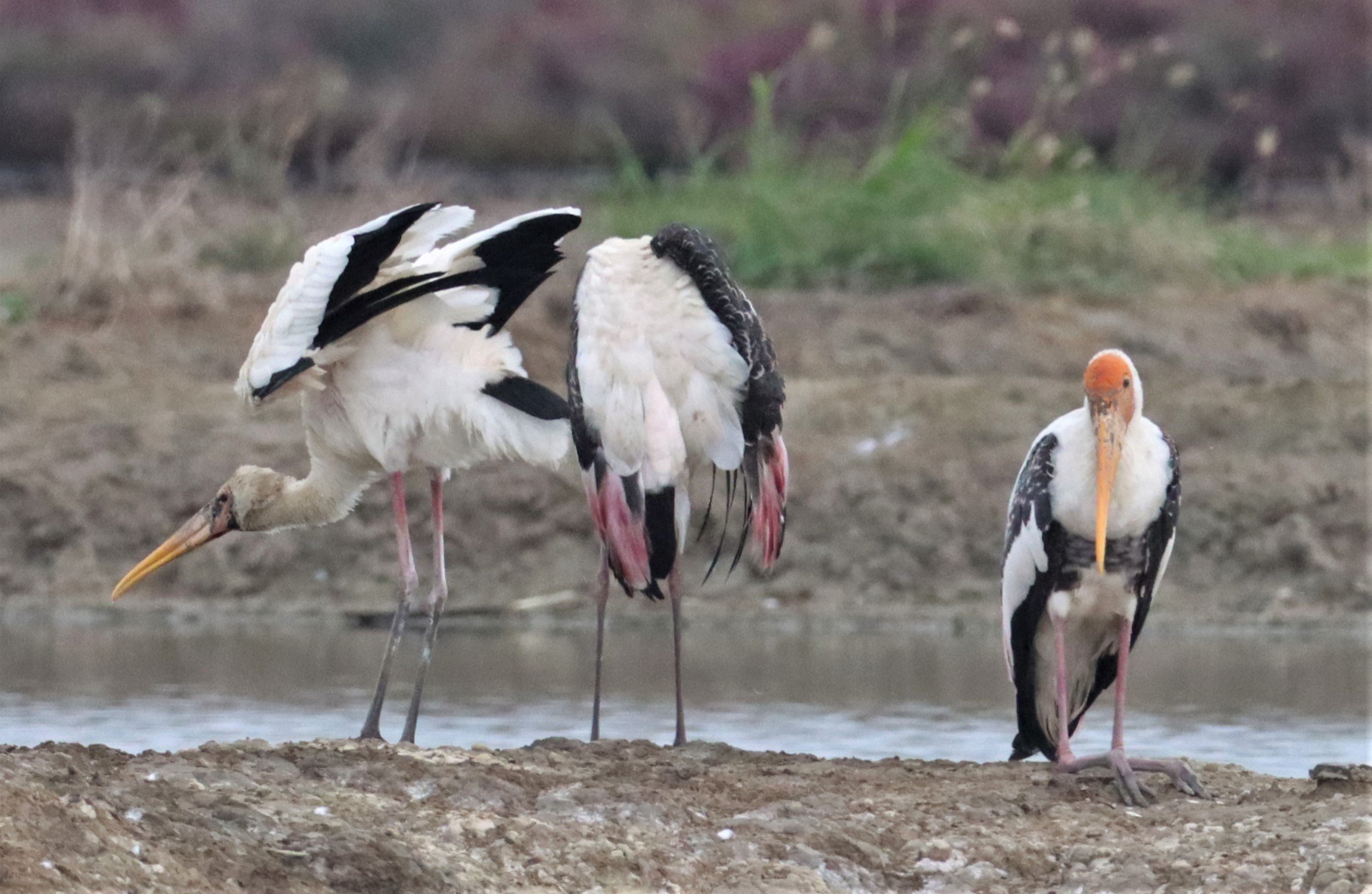STORK - MILKY STORK - Mycteria cinerea - WITH PAINTED STORK - KHLONG TAMRU CHONBURI (18).jpg
