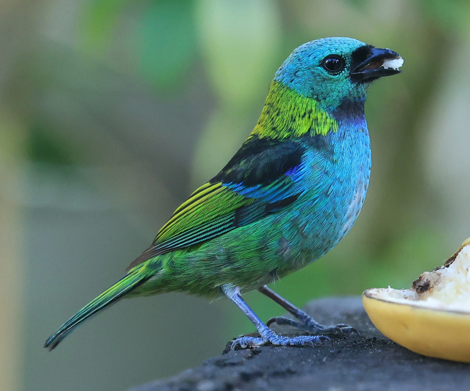 Green-headed Tanager (Tangara seledon)  Superagui National Park, Brazil (228).jpg