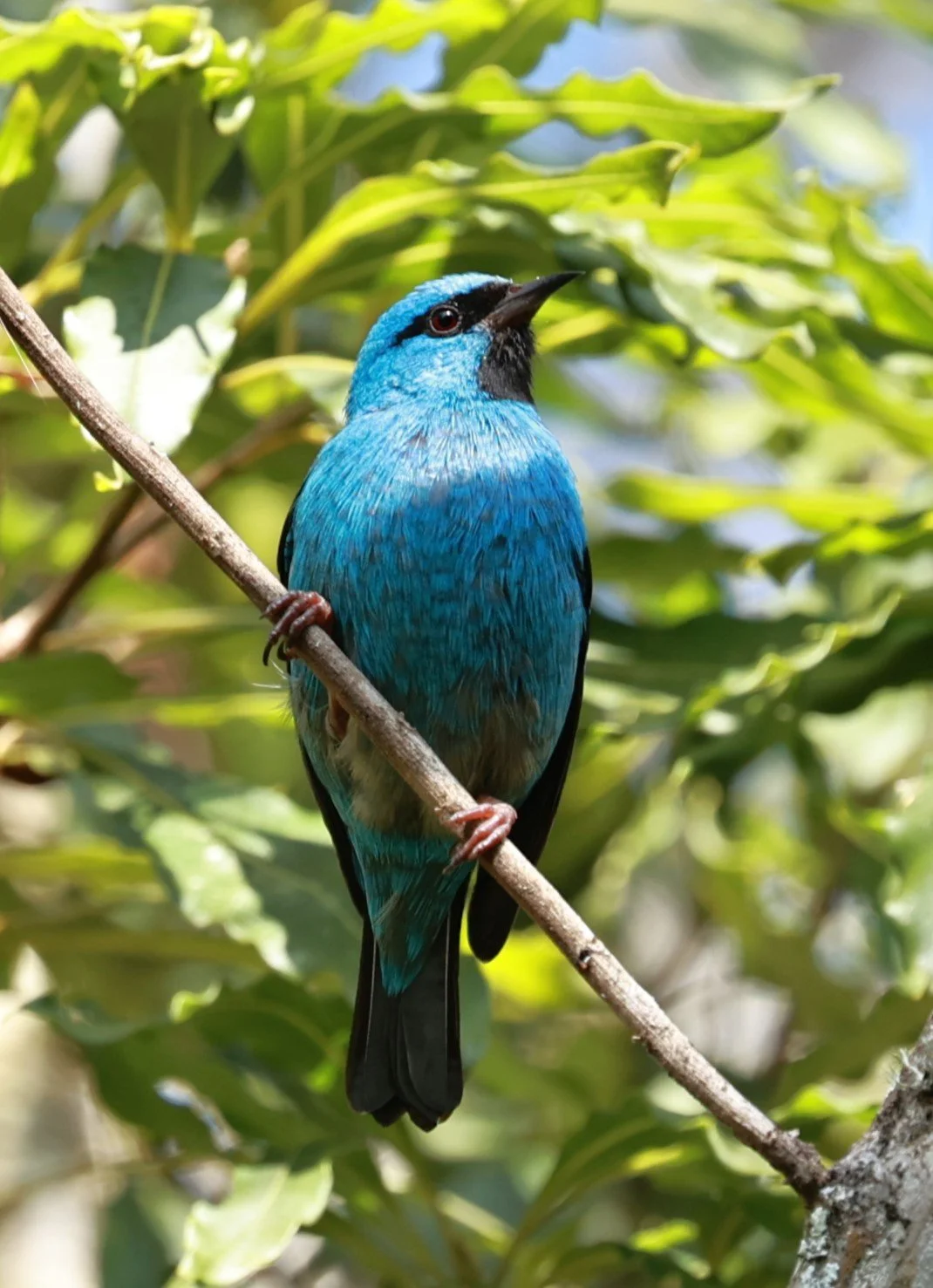 Blue Dacnis - Dacnis cayana - Estancia, Sergipe & Northern Bahia State, Brazil 