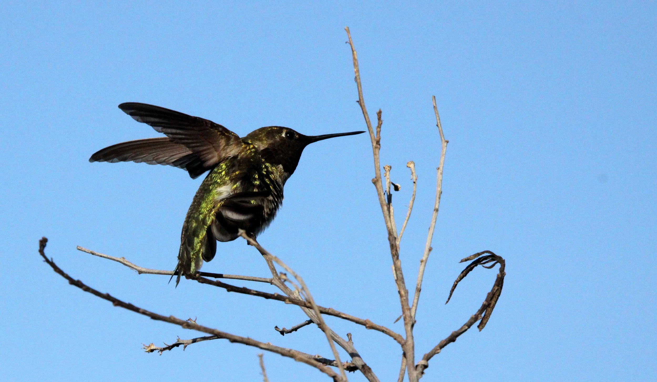 BIRD - HUMMINGBIRD - BLACK-CHINNED HUMMINGBIRD - SAN JOAQUIN WILDLIFE RESERVE IRVINE CALIFORNIA (13).JPG