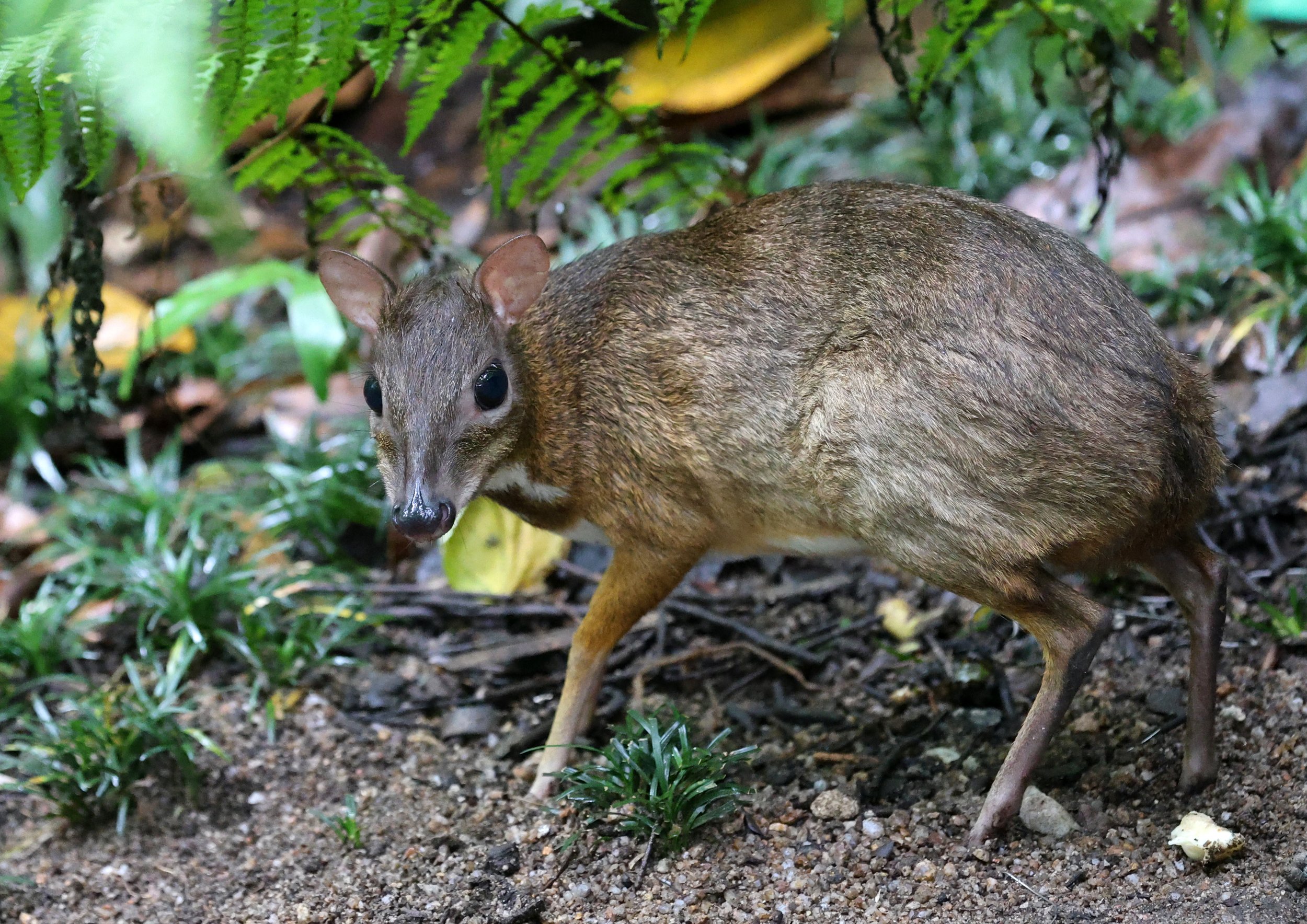 Javan Chevrotain (Tragulus javanicus) Khao Kiew Mountain Open Zoo Chonburi Thailand (18).jpg