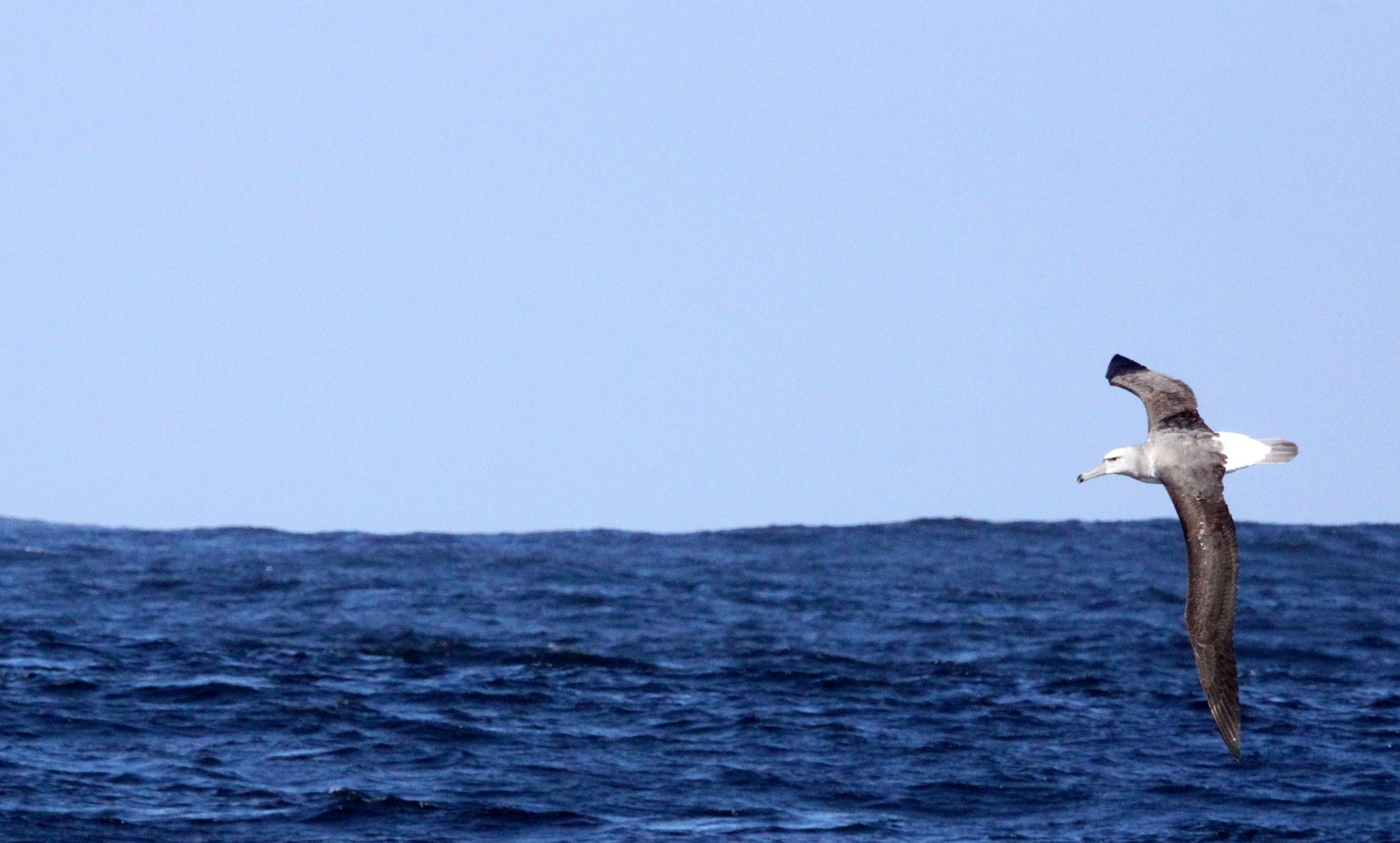 BIRD - ALBATROSS - SHY ALBATROSS - THALASSARCHE CAUTA - PLETTENBERG BAY SOUTH AFRICA (7).JPG