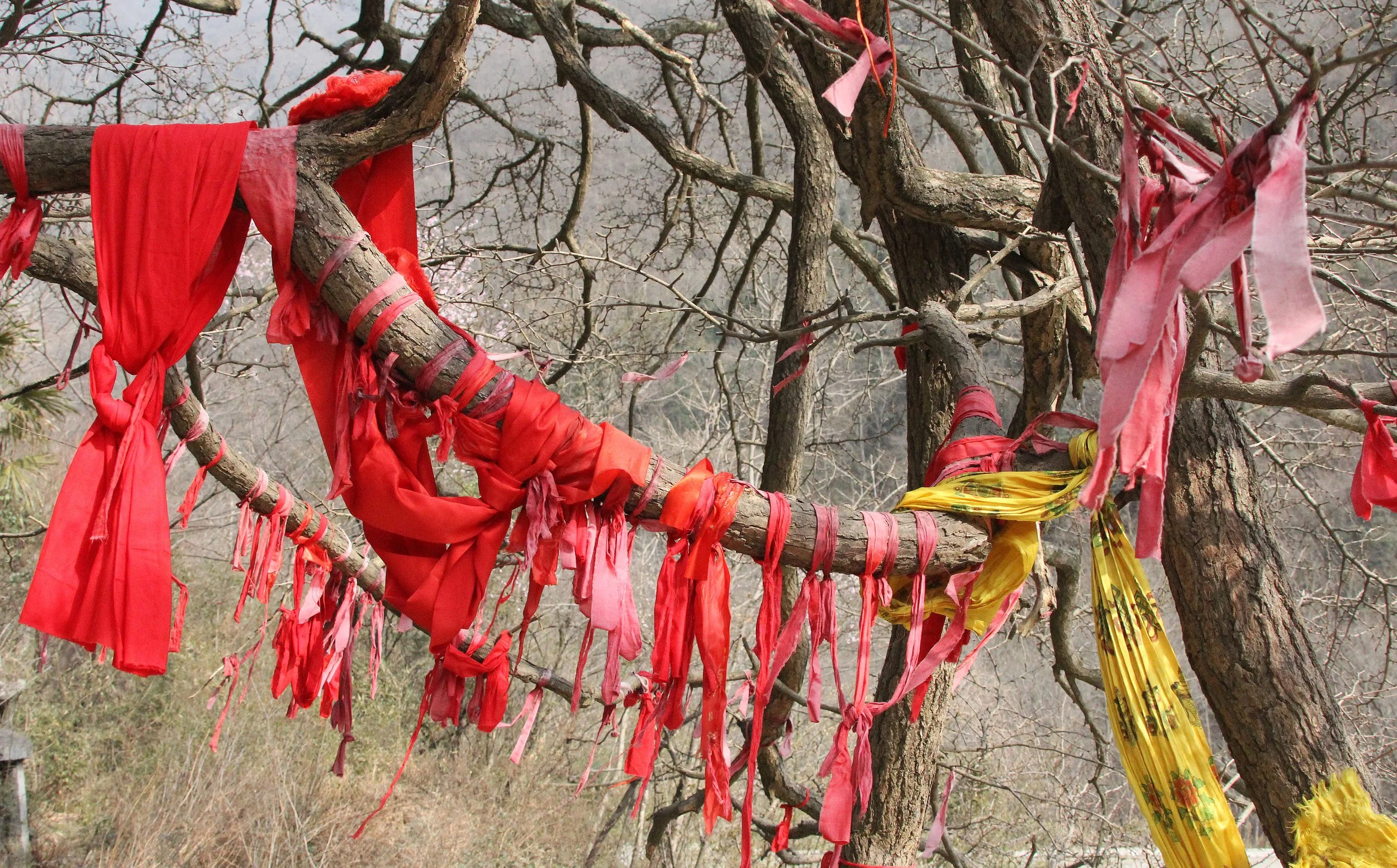 TANGJIAHE NATURE RESERVE, SICHUAN CHINA (50).JPG