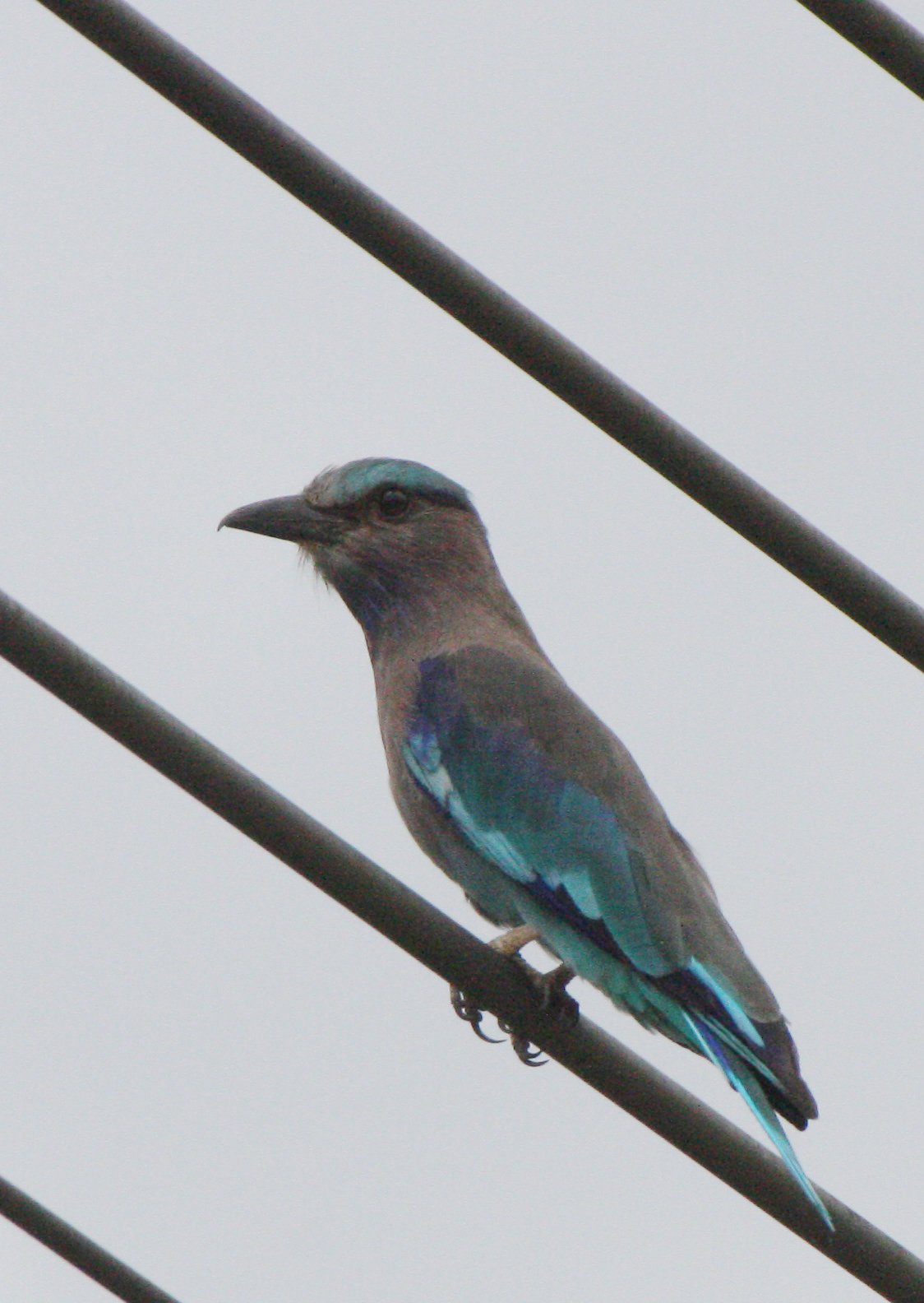 Indochinese Roller (Coracias affinis) Nakhonsithammarat Thailand (3).JPG