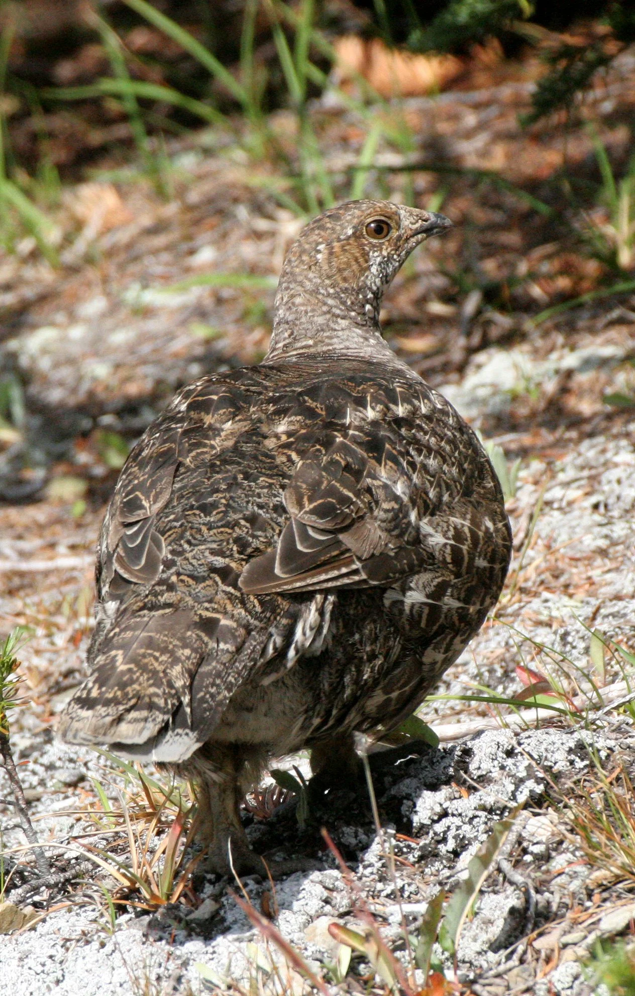 BIRD - GROUSE - BLUE-GROUSE - OLYMPIC NATIONAL PARK (16).JPG