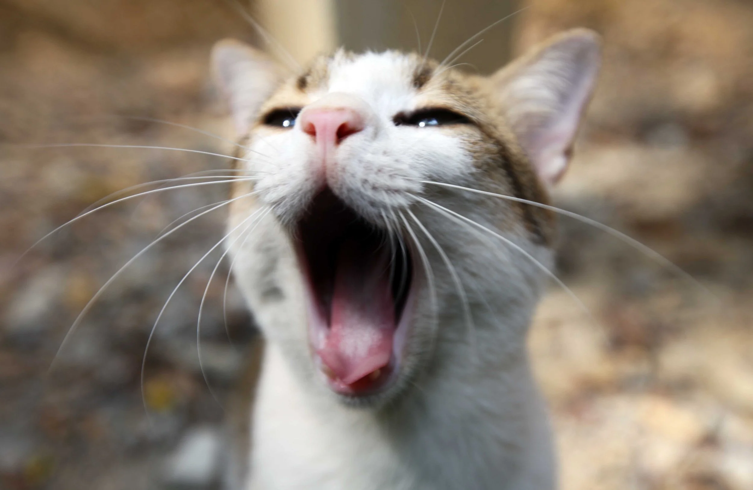 2015 Koh Lanta Songkran with friends from ISB (37).JPG