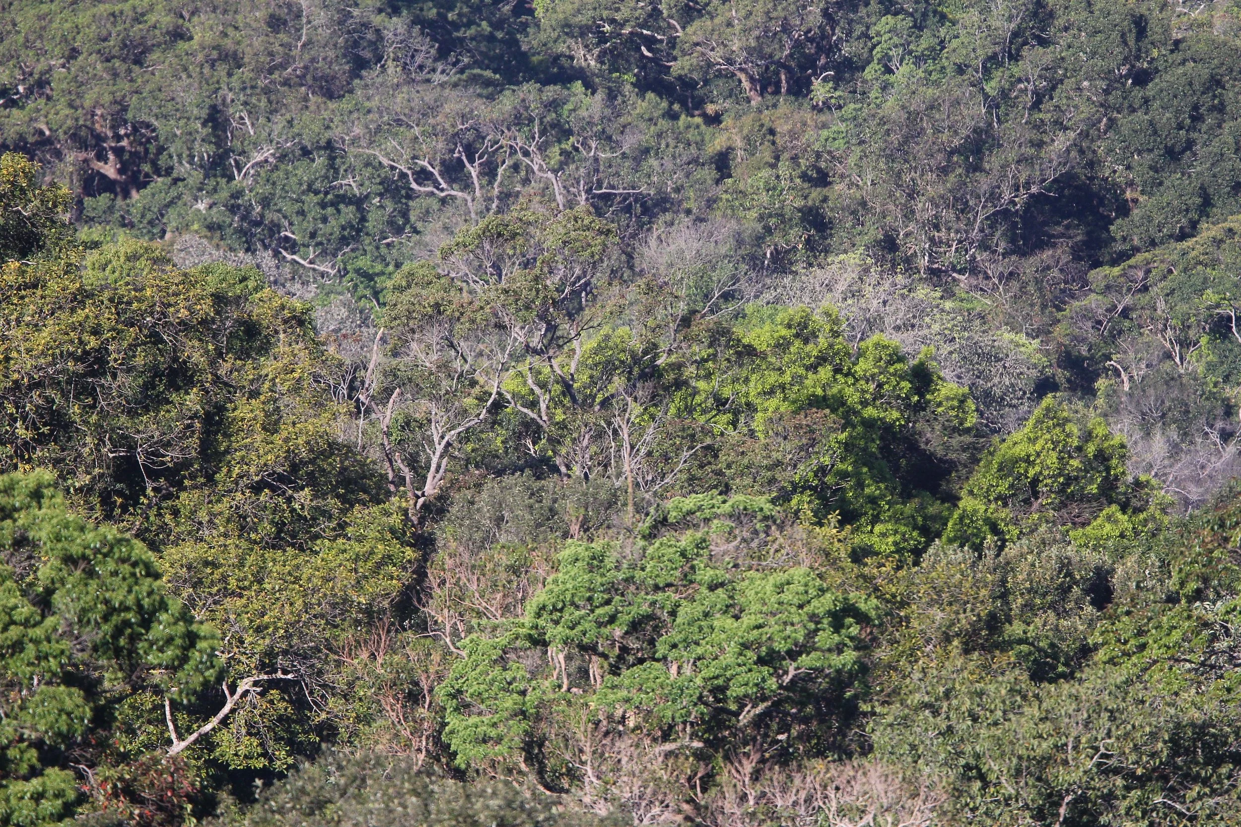 View of the Dry Evergreen Forest at Khao Yai National Park