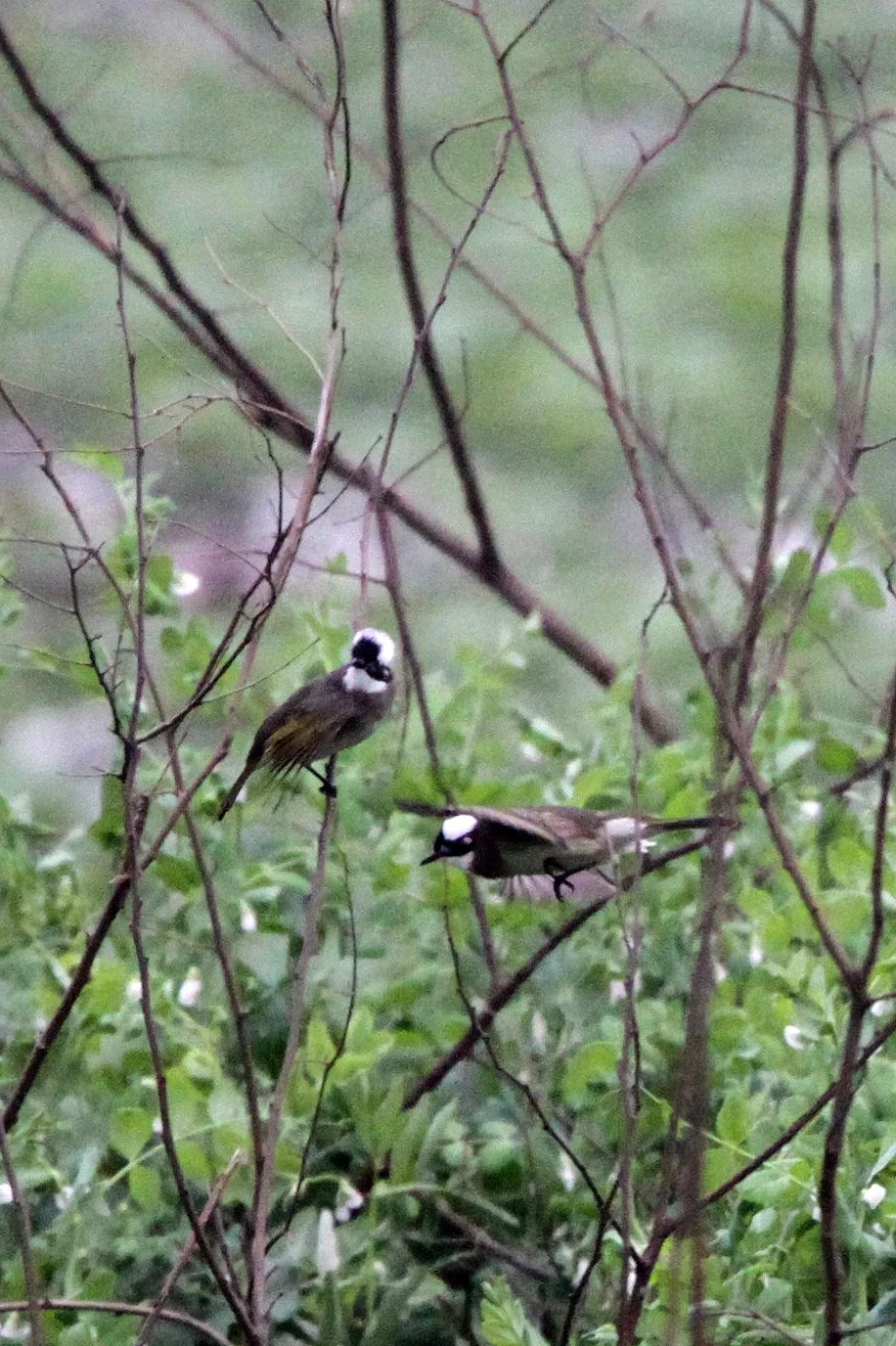BULBUL - CHINESE BULBUL - Pycnonotus sinensis - TONGLING RIVER DOLPHIN NATIONAL NATURE RESERVE - YUZHOU ISLAND (4).JPG