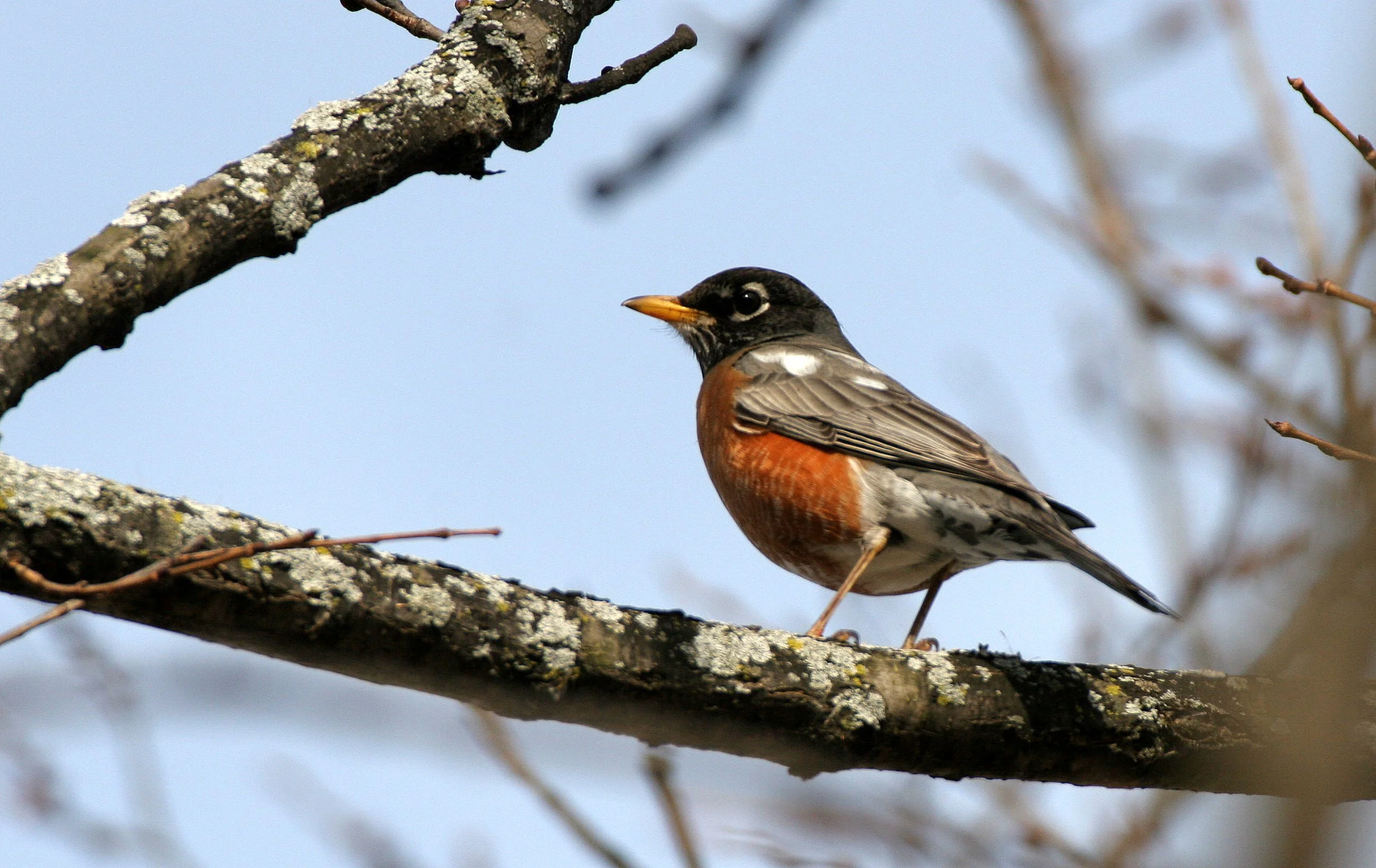 American Robin (Turdus migratorius) Lincoln Marsh Wheaton Illinois (4).JPG
