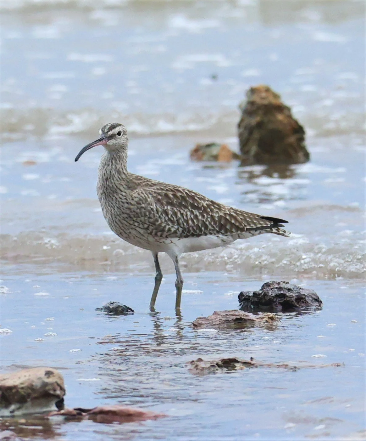 WHIMBREL - Numenius phaeopus - KOH LANTA SONGKRAN 2022  (3).jpg