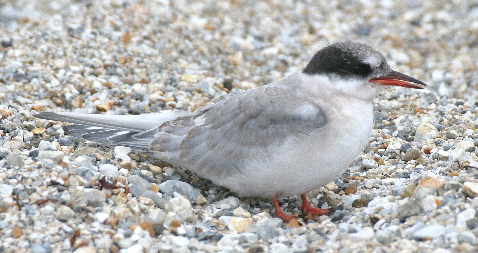 BIRD - TERN - ARCTIC TERN - SVALBARD (3).jpg