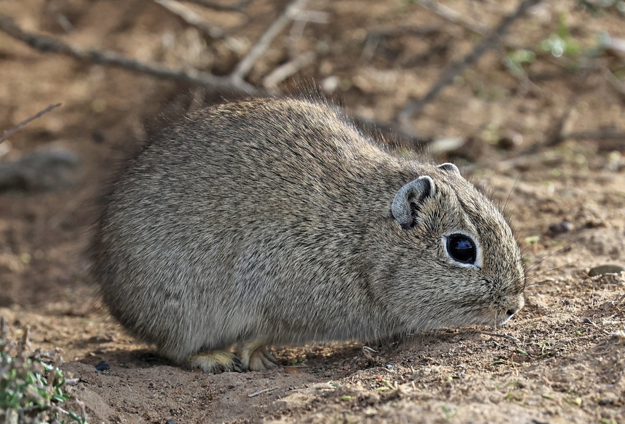 Southern Mountain Cavy (Microcavia australis) Valdes Peninsula, Chubut Province, Argentina Day 2 (1 (66).jpg