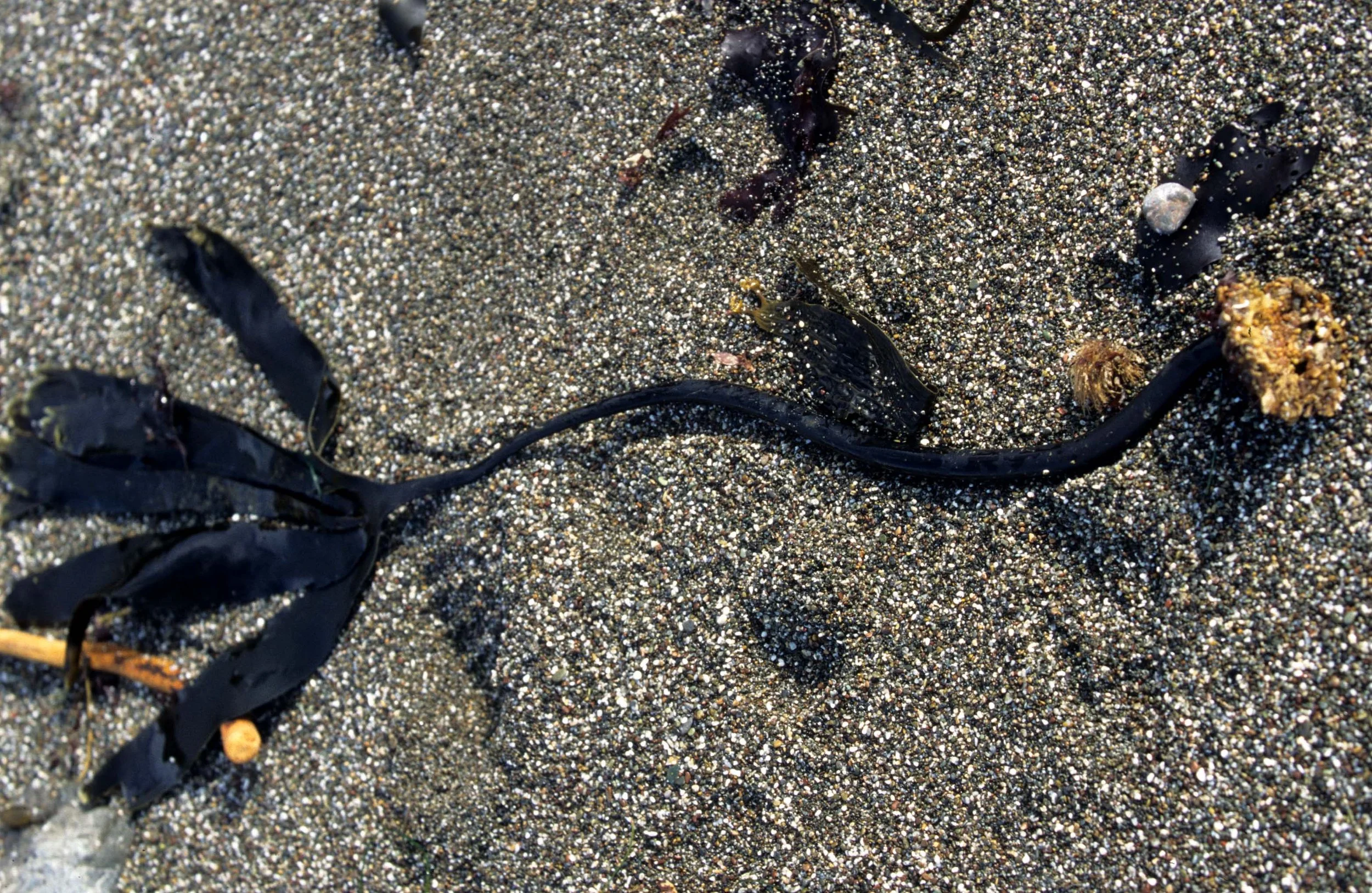 CALIFORNIA - BODEGA BAY - MARINE ALGAE SPECIES (5).jpg