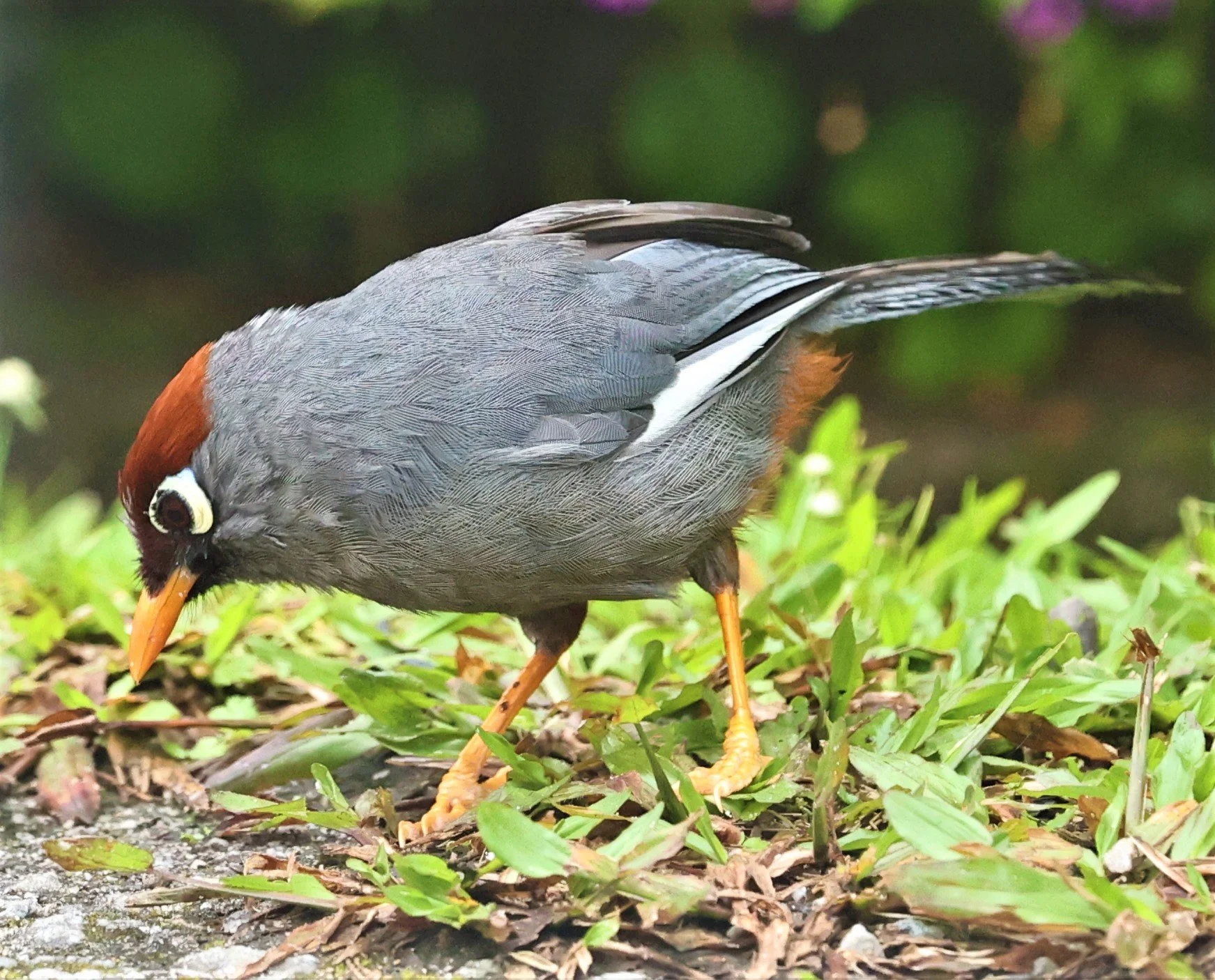 Pterorhinus mitratus - CHESTNUT-CAPPED LAUGHINGTHRUSH - FRASER'S HILL RAUB DISTRICT PAHANG MALAYSIA (7).jpg