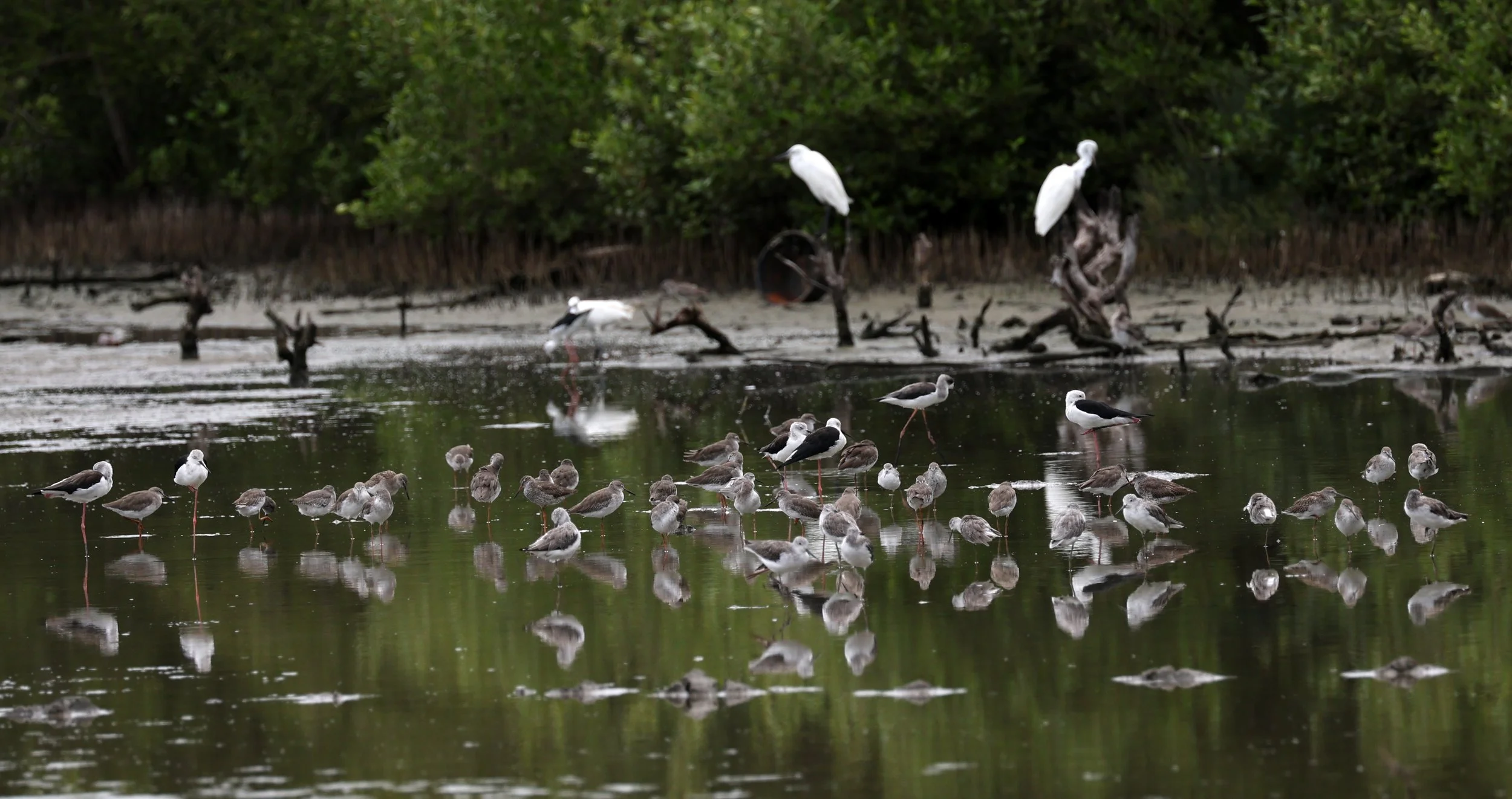 Black-tailed Godwit (Limosa limosa) Bang Pu Rec Area (3).JPG