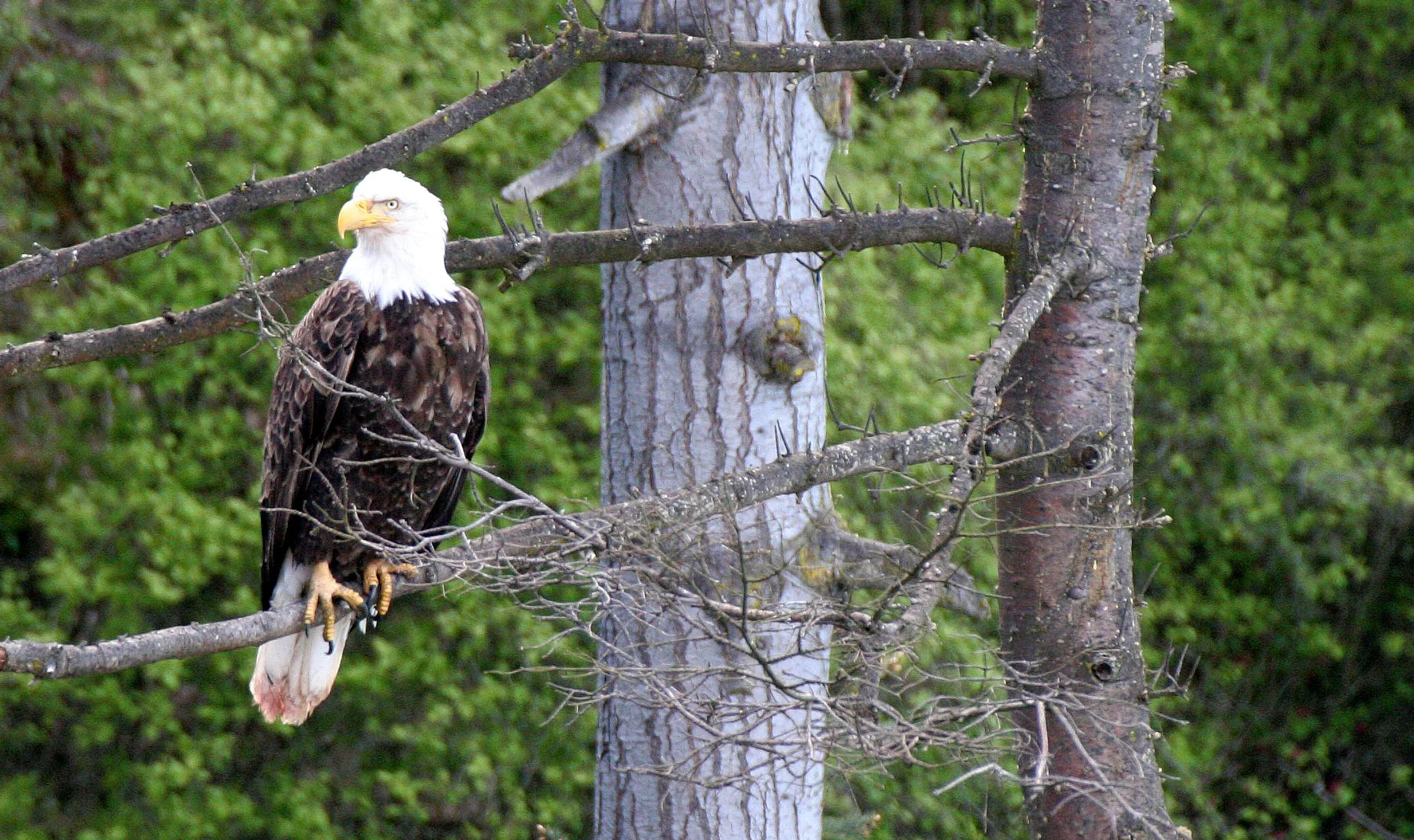Haliaeetus leucocephalus - AMERICAN BALD EAGLE - LAKE FARM BLUFFS WASHINGTON (207).JPG