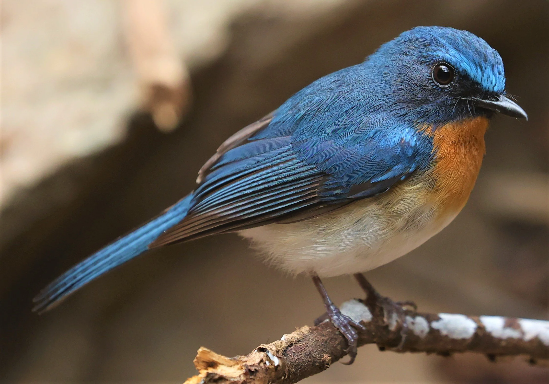 FLYCATCHER - INDOCHINESE BLUE-FLYCATCHER - Cyornis sumatrensis - SRI SATCHANALAI NP MANAO WATERHOLE MAY 1 2022 (34).jpg