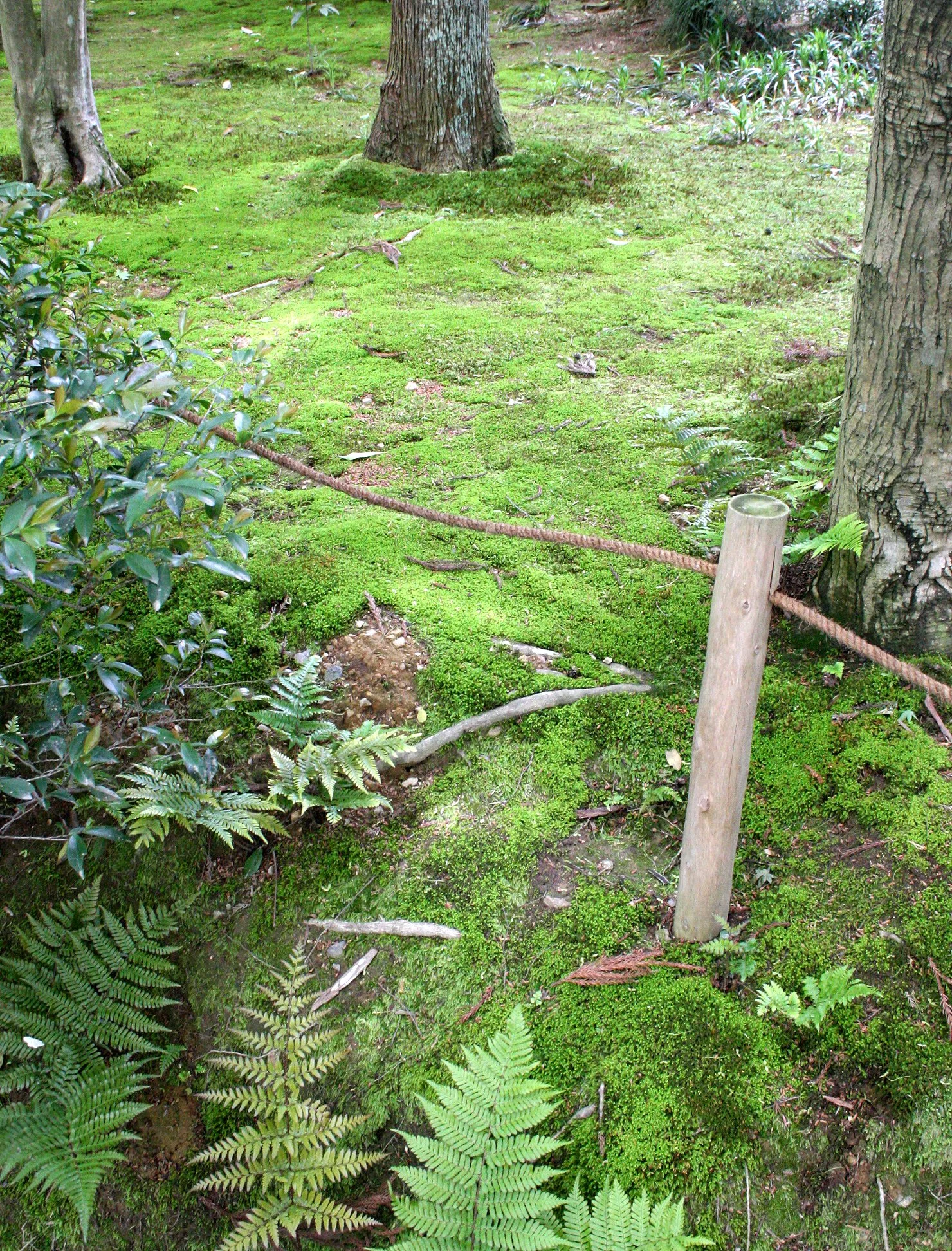 KYOTO - MAY 2009 - RYOANJI MOSS GARDENS (5).JPG