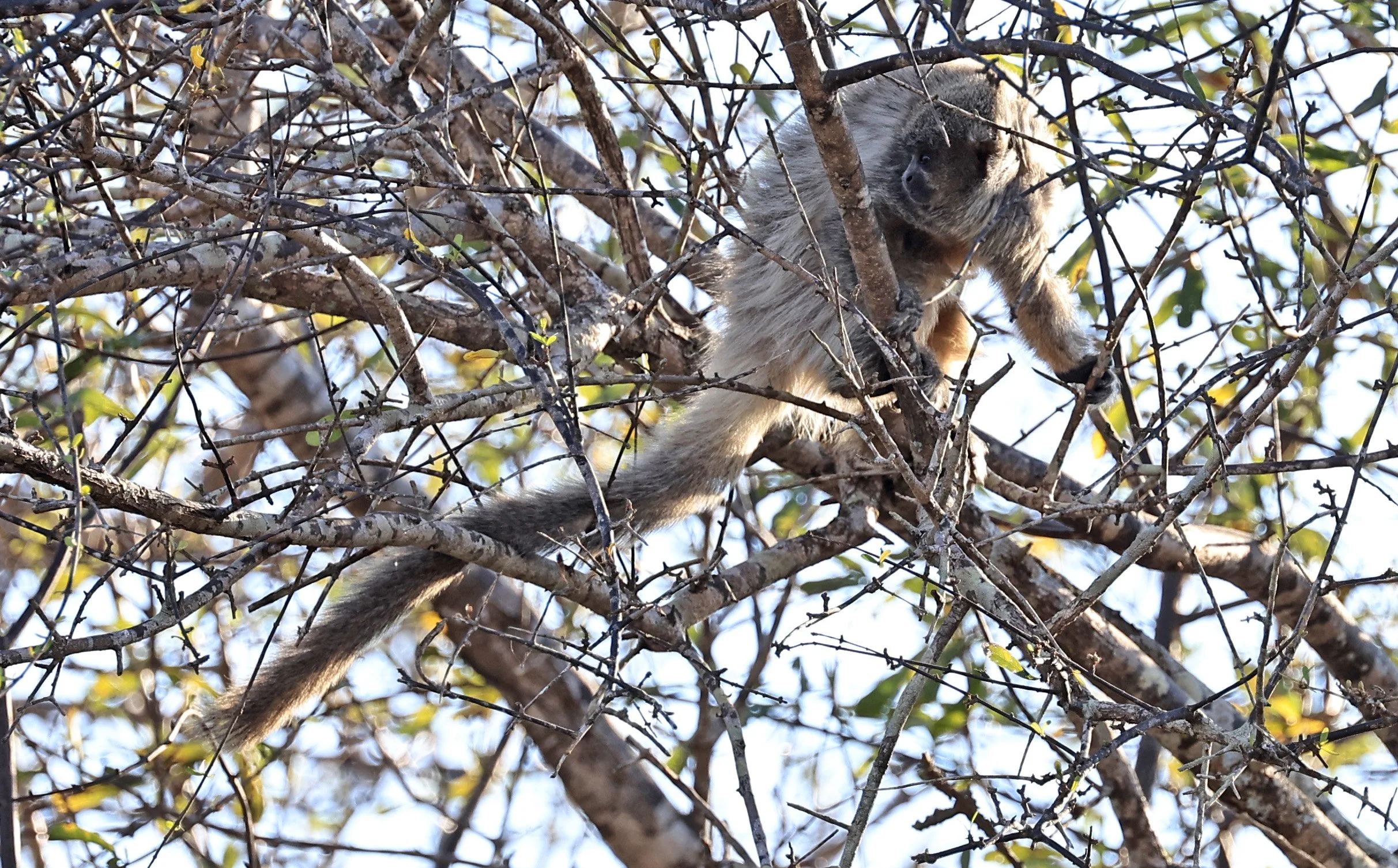 Chacoan or White-coated Titi (Callicebus pallescens) Agua Dulce Paraguay (39).jpg