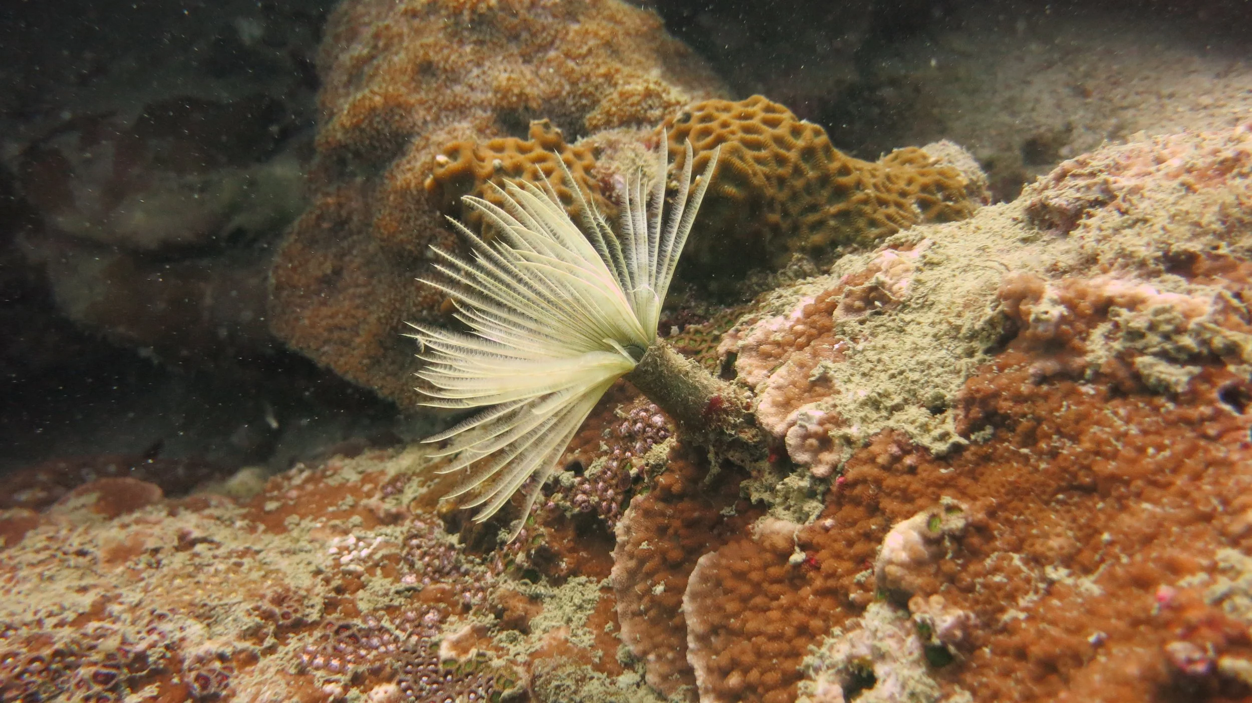 2016 BPS Satthahip Dive Trip with Marine Conservation Club (83).JPG