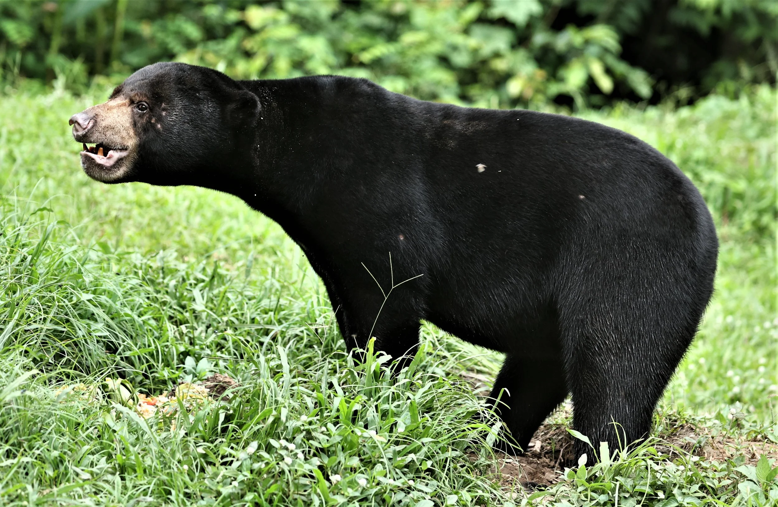 Malayan sun bear (Helarctos malayanus)