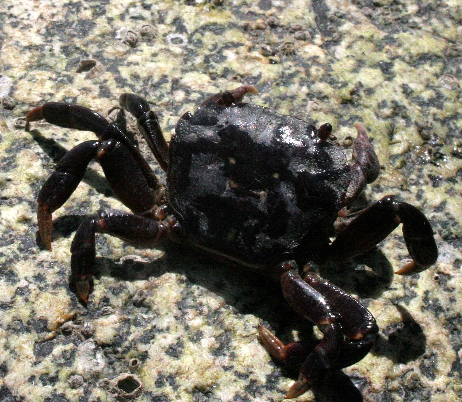 INVERTS - INTERTIDAL - ARTHROPODA - SHORE CRAB - PACHYGRAPSUS SPECIES - LAKE FARM TIDAL POOLS WA.JPG