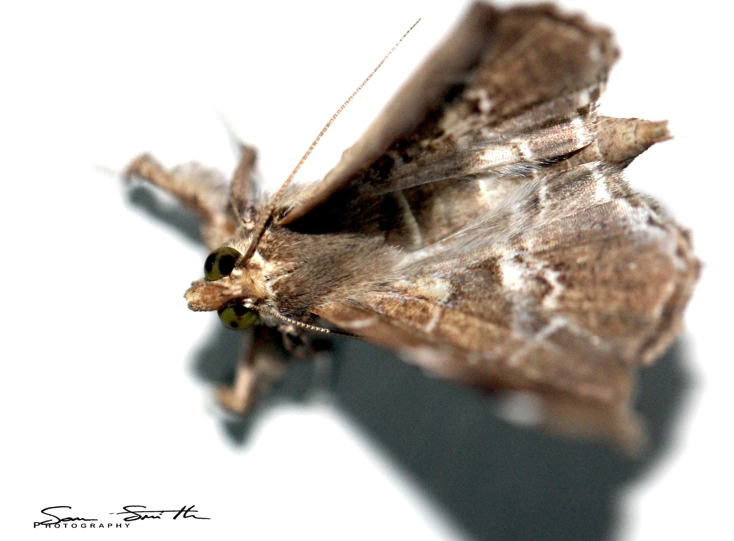 Erebidae - Claterna cydonia - Koh Lanta, Thailand
