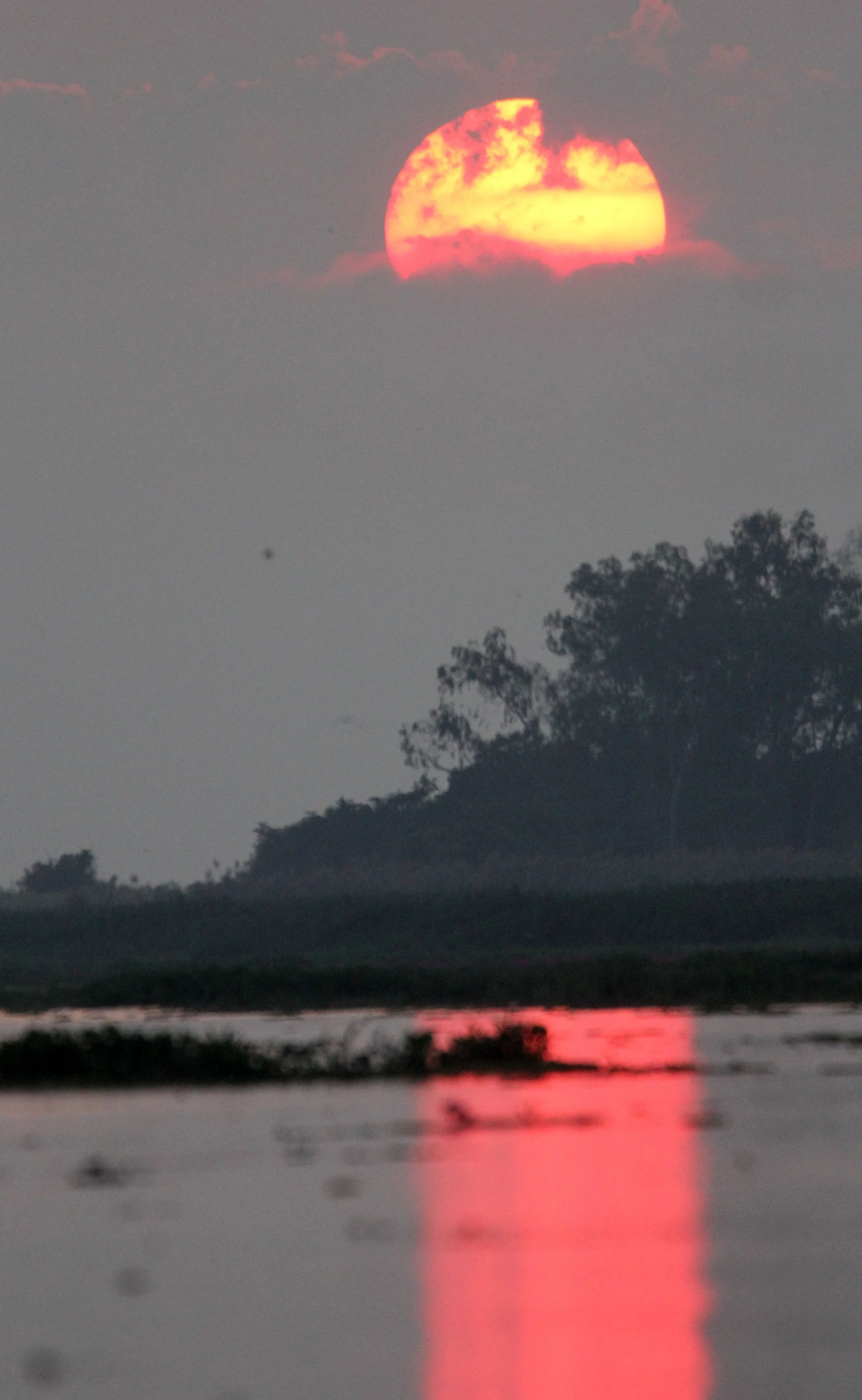 2018 Thale Noi Bird Sanctuary Patthalung (17).JPG