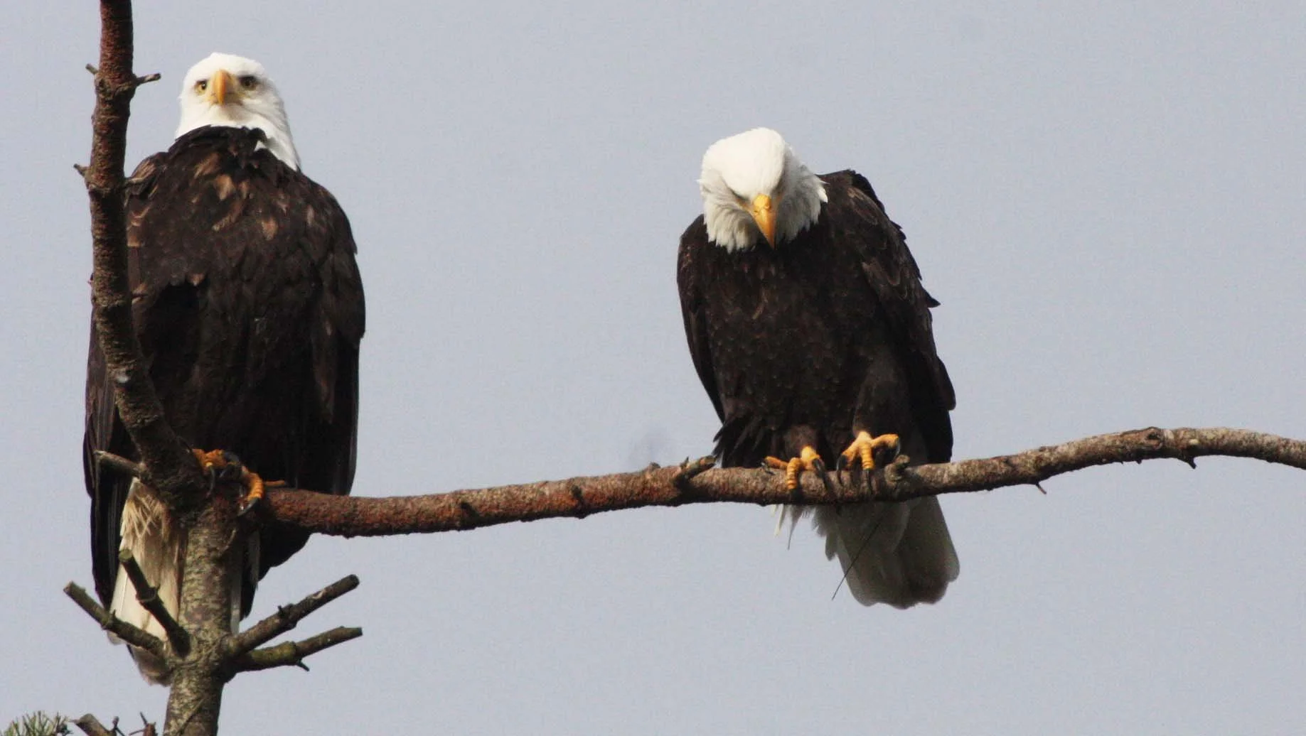 Haliaeetus leucocephalus - AMERICAN BALD EAGLE - MARINE DRIVE SEQUIM WA (3).JPG
