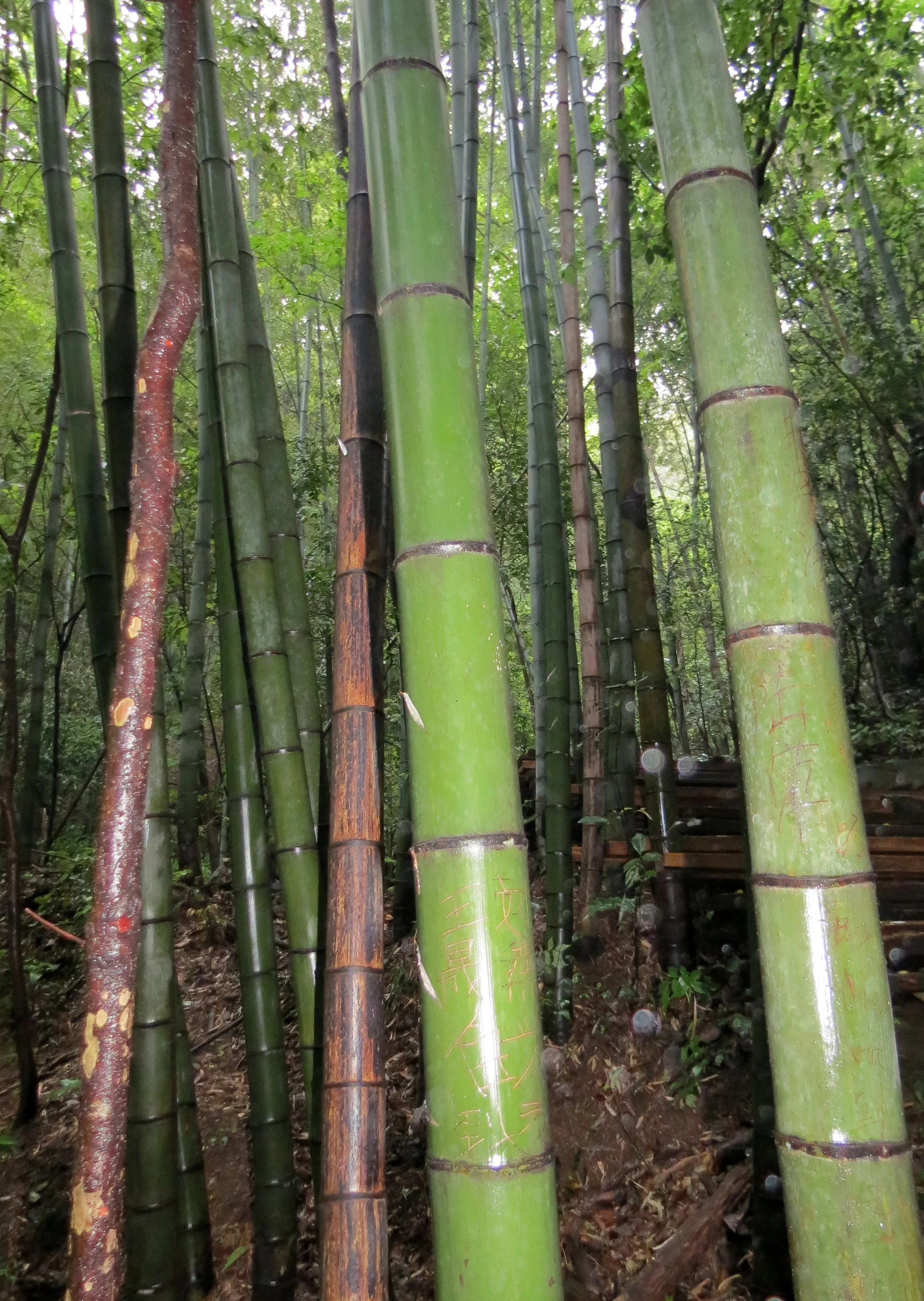 GUNIUJIANG NATURE RESERVE - ANHUI PROVINCE CHINA (36).JPG