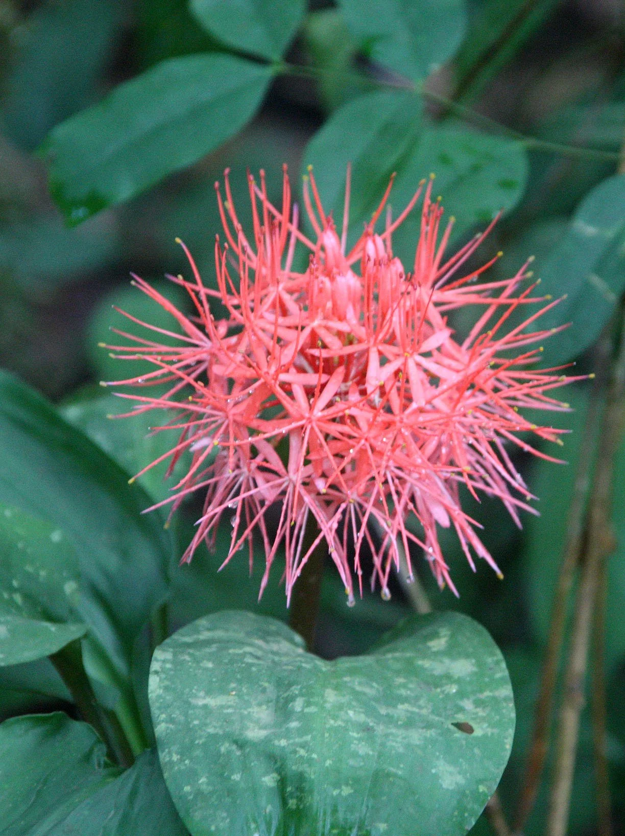 DZANGHA NDOKI NATIONAL PARK - CENTRAL AFRICAN REPUBLIC (30).JPG