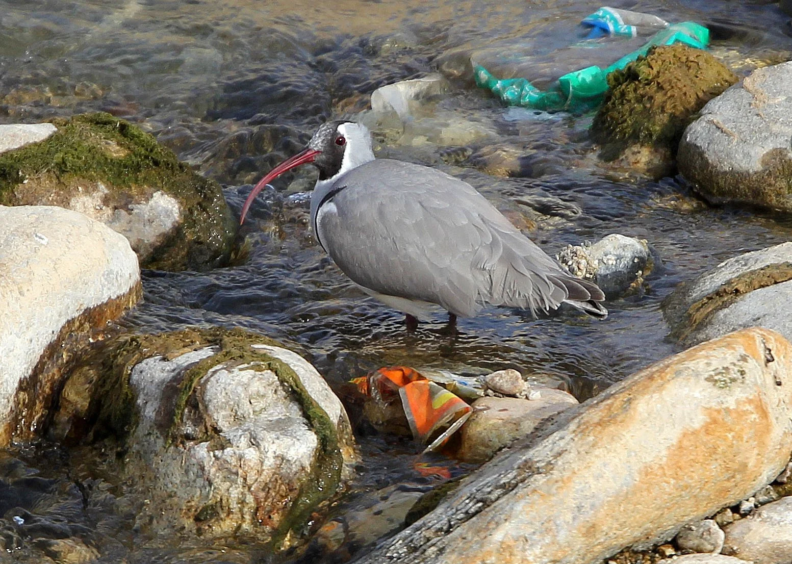 BIRD - IBISBILL - FOPING CITY, SHAANXI CHINA (17).JPG