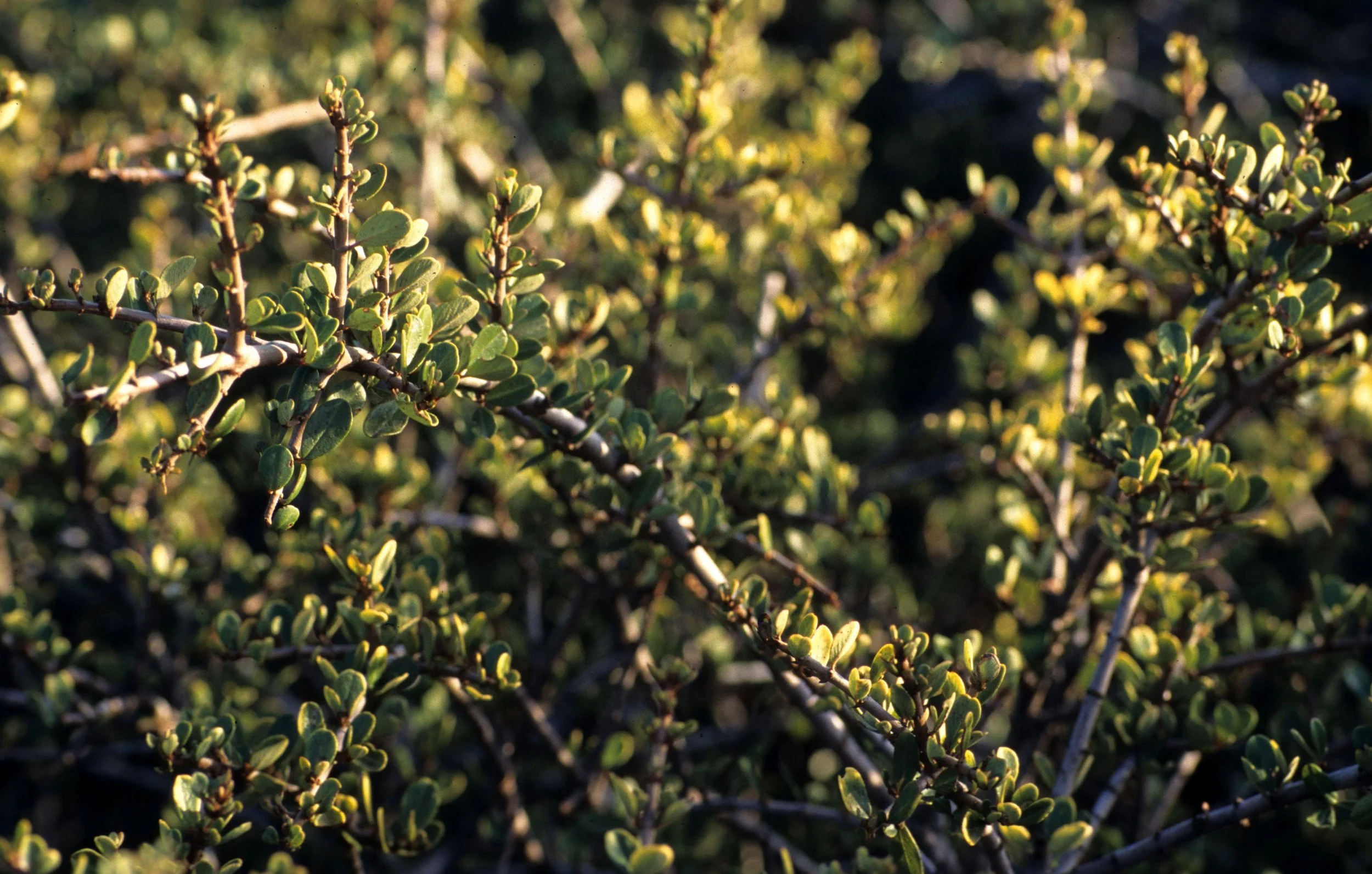 CALIFORNIA - MOUNT DIABLO - PLANT SPECIES E (3).jpg