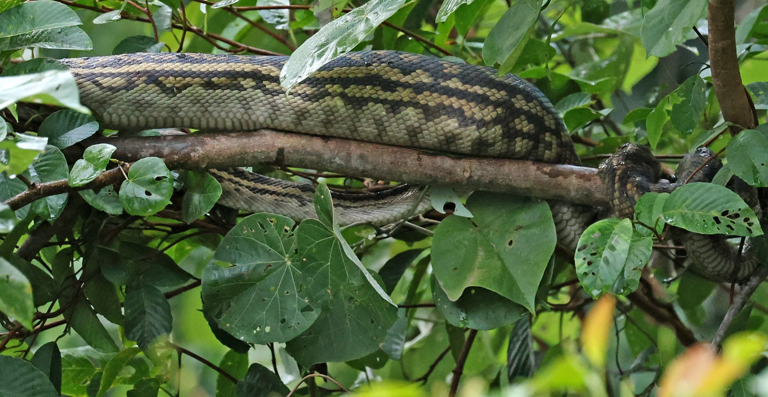 Amethystine or Australian Scrub Python (Simalia kinghorni)Daintree Town, Daintree River - Queensland (4).jpg