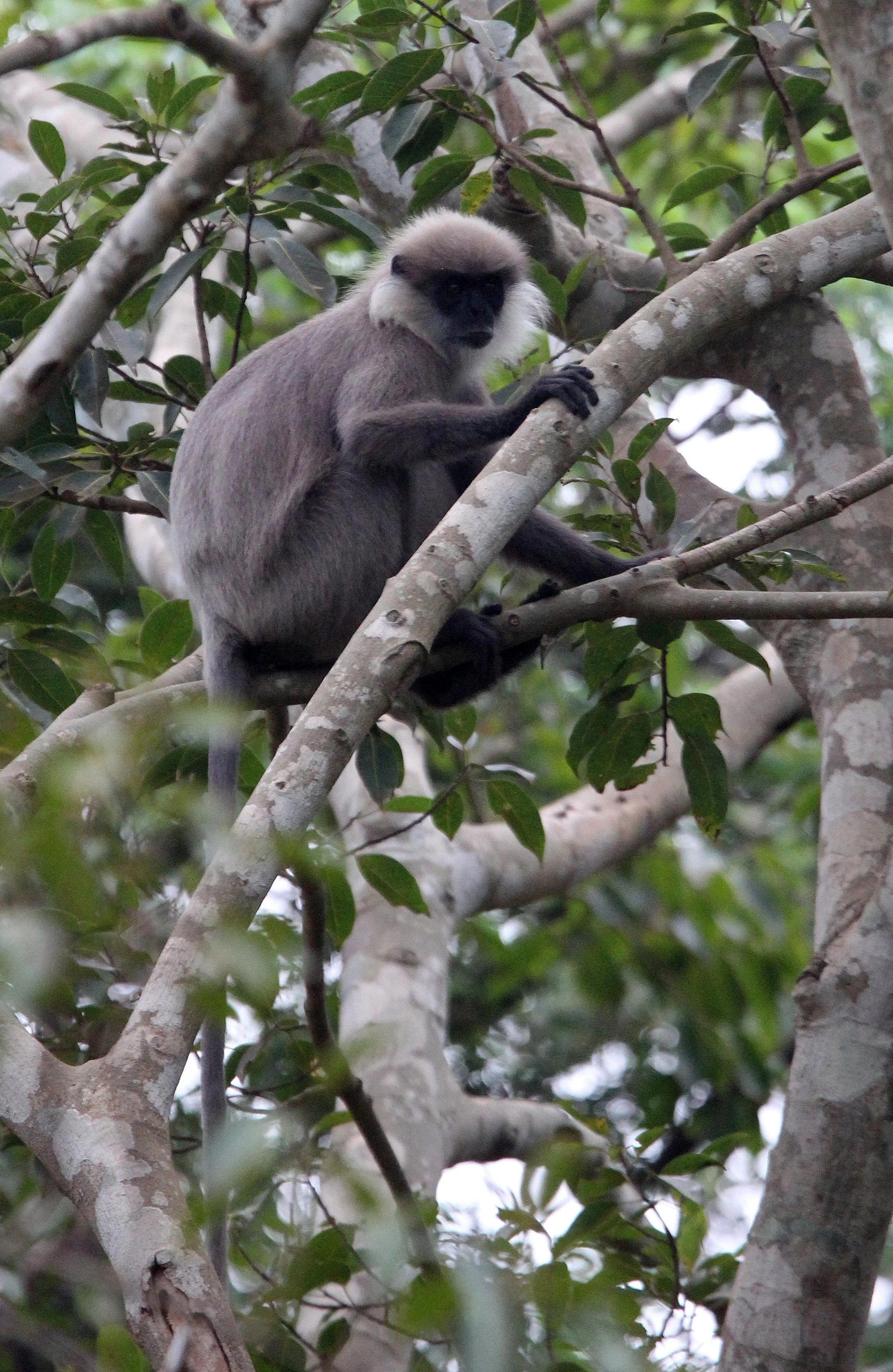 CERCOPITHECIDAE - Semnopithecus vetulus philbricki - DRY ZONE PURPLE-FACED LEAF MONKEY - SRIGIRIYA FOREST SRI LANKA (25).JPG