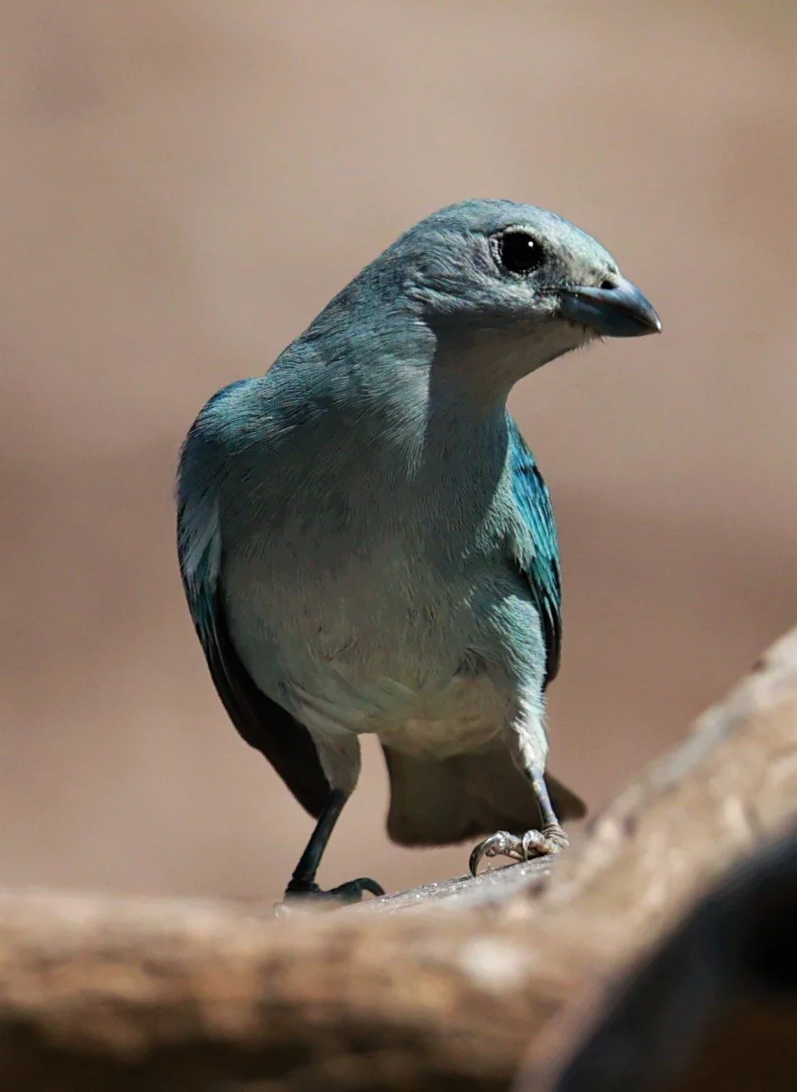 Sayaca Tanager - Thraupis sayaca - Pantanal - Mato Grosso, Transpantaneira M-060