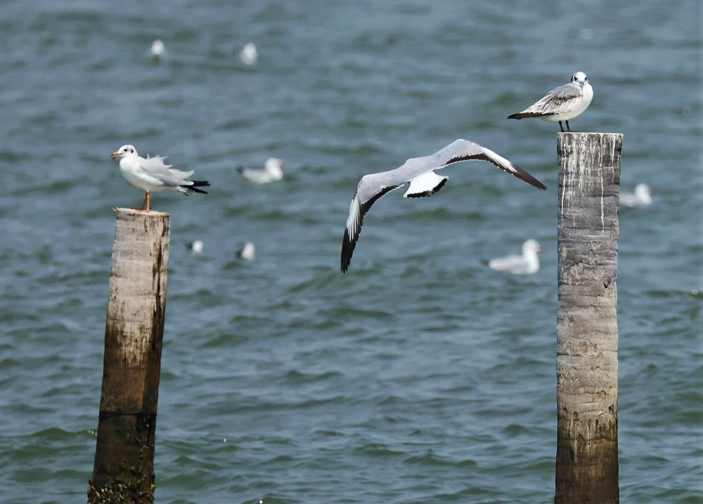 KITTIWAKE - BLACK-LEGGED KITTIWAKE - Rissa tridactyla - GULF OF SIAM OFF BANGKOK & SAMUT SAKHORN FEB 05 2022 (1).jpg