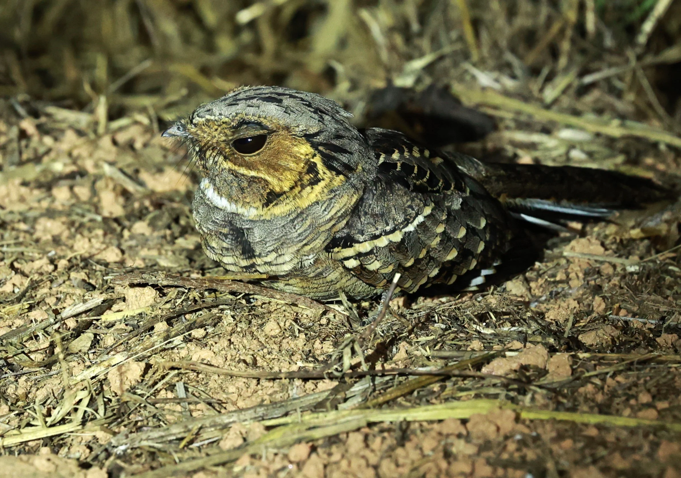 Nightjar - Scissor-tailed Nightjar - Hydropsalis torquata - Rio Doce State Park, Minas Gerais, Brazil (12).JPG