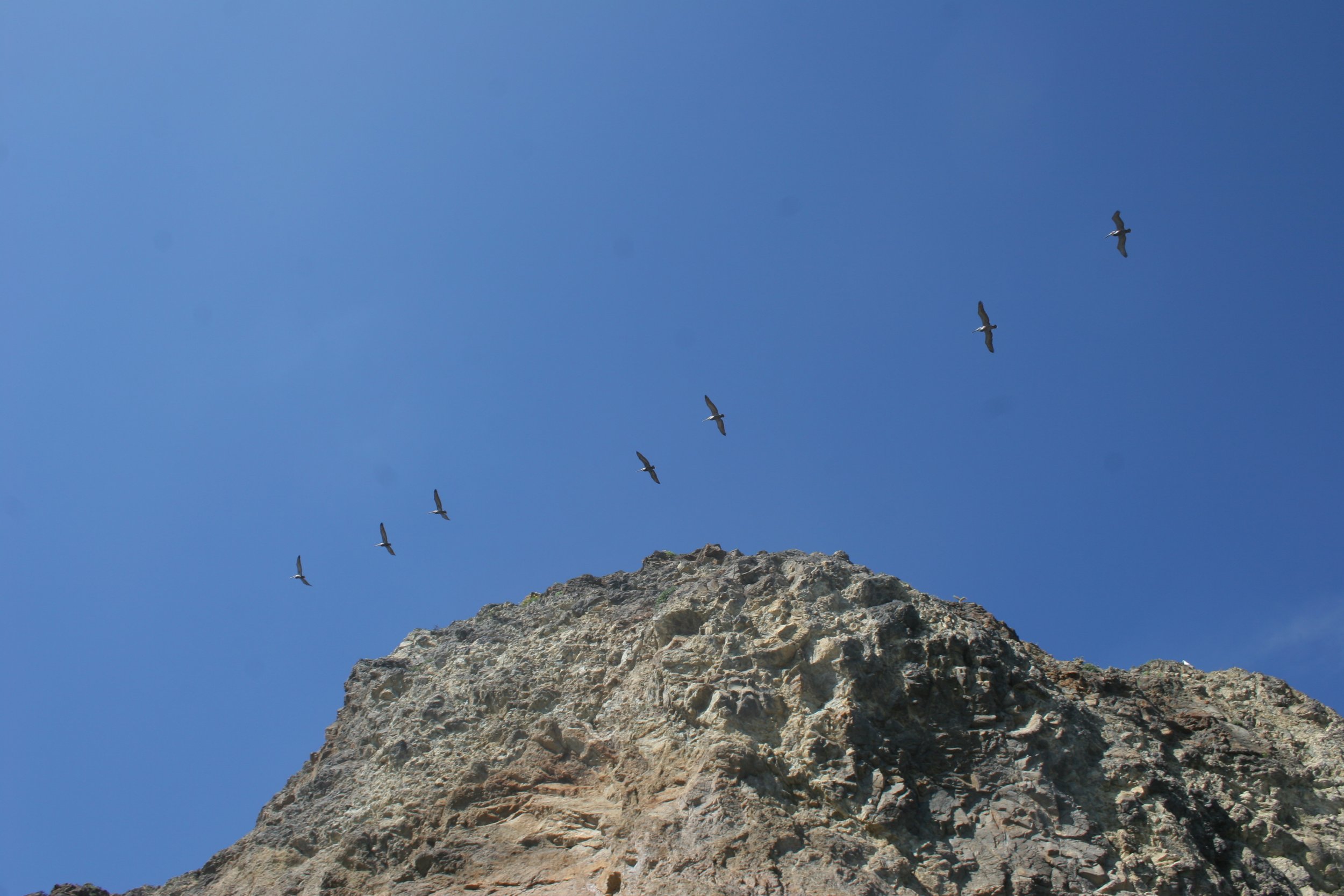 Pelecanus occidentalis - BROWN PELICAN - ANACAPA ISLAND (2).jpg