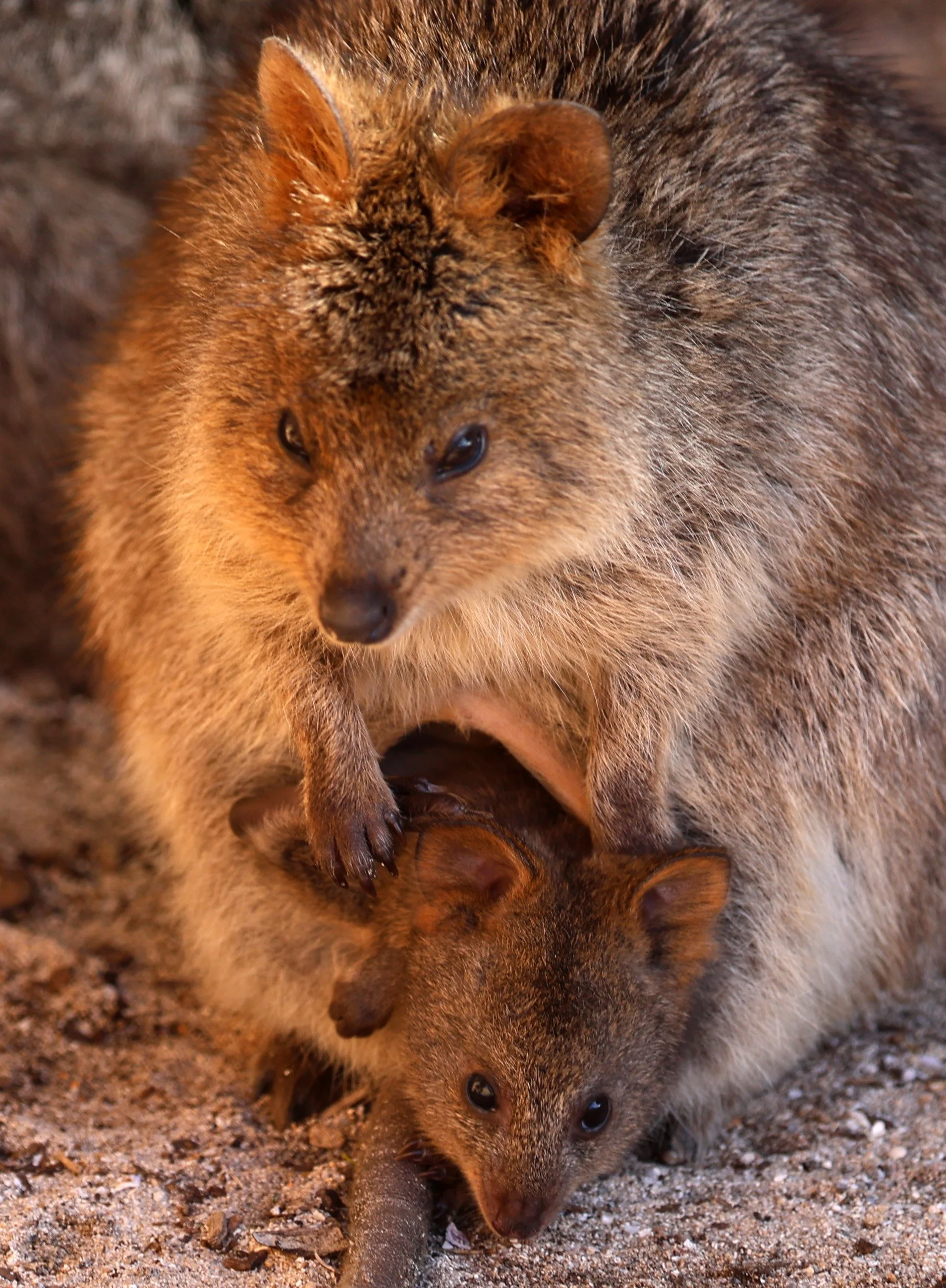 Quokka (Setonix brachyurus) Rottnest Island - Western Australia
