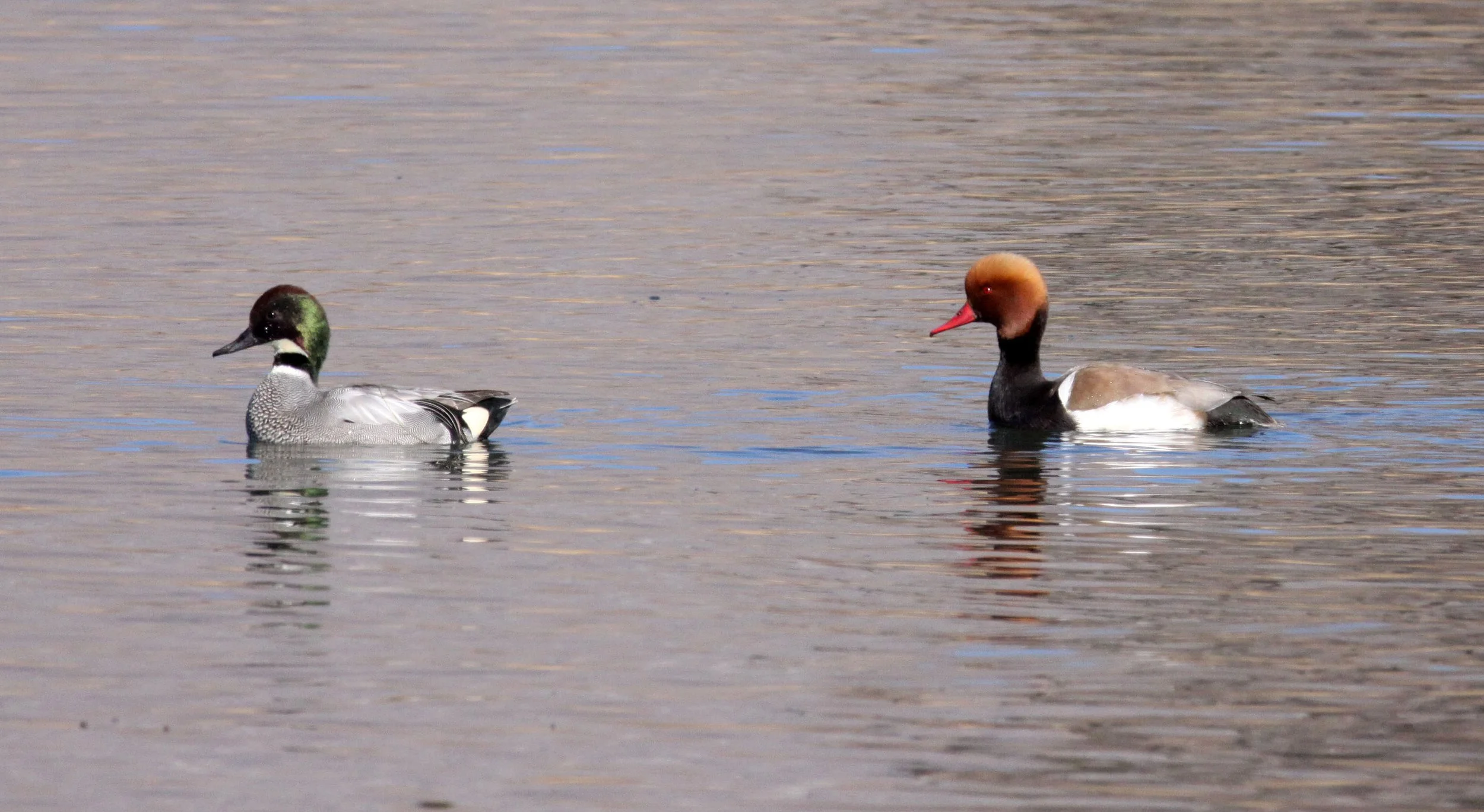 TEAL - FALCATED DUCK (TEAL) - Mareca falcata - WITH RED-CRESTED POCHARD (Netta rufina) - CAO HAI WETLANDS PARK YUNNAN CHINA (26).JPG
