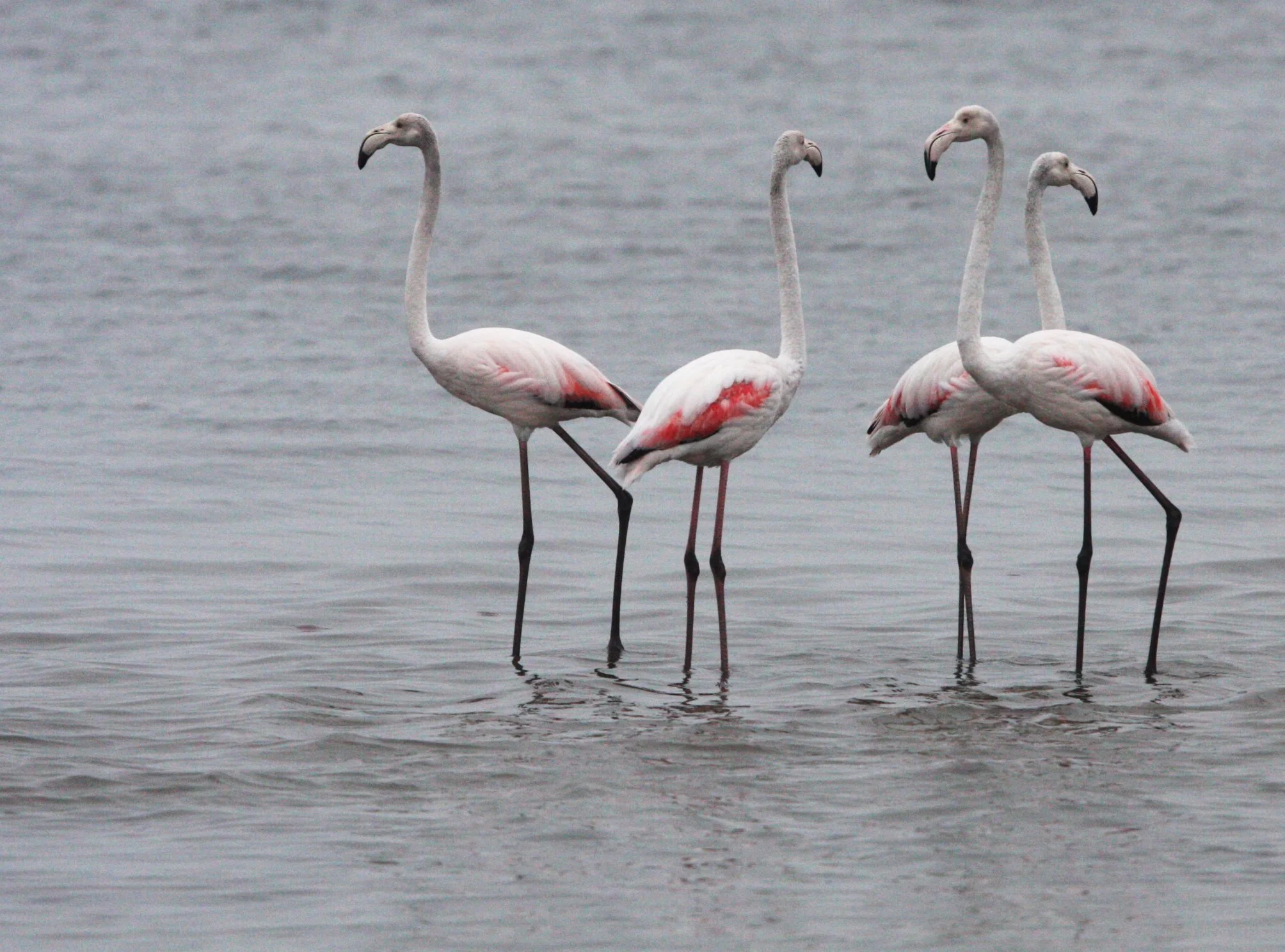 Phoenicopterus roseus - Greater Flamingo - Walvis Bay Namibia (8).JPG
