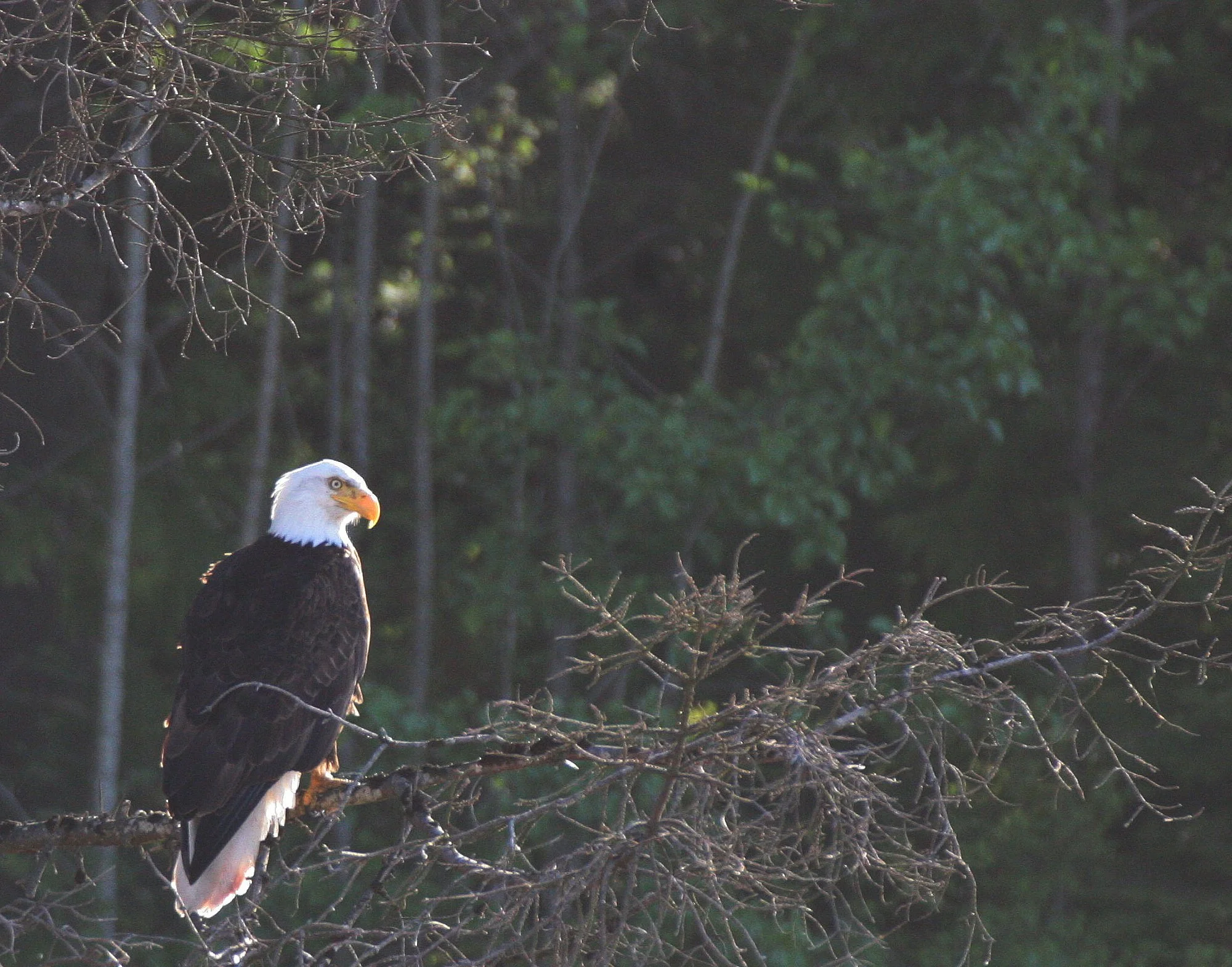 Haliaeetus leucocephalus - AMERICAN BALD EAGLE - LAKE FARM BLUFFS WASHINGTON (115).JPG