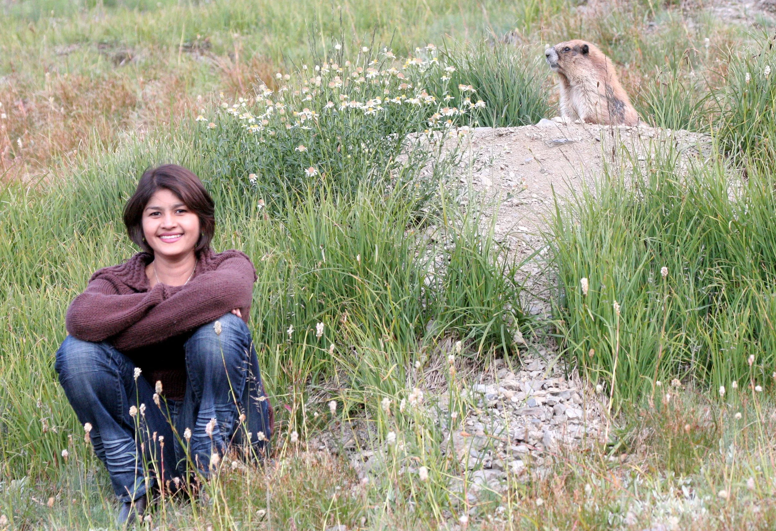 RODENT - MARMOT - OLYMPIC MARMOT - OLYMPIC NATIONAL PARK.JPG