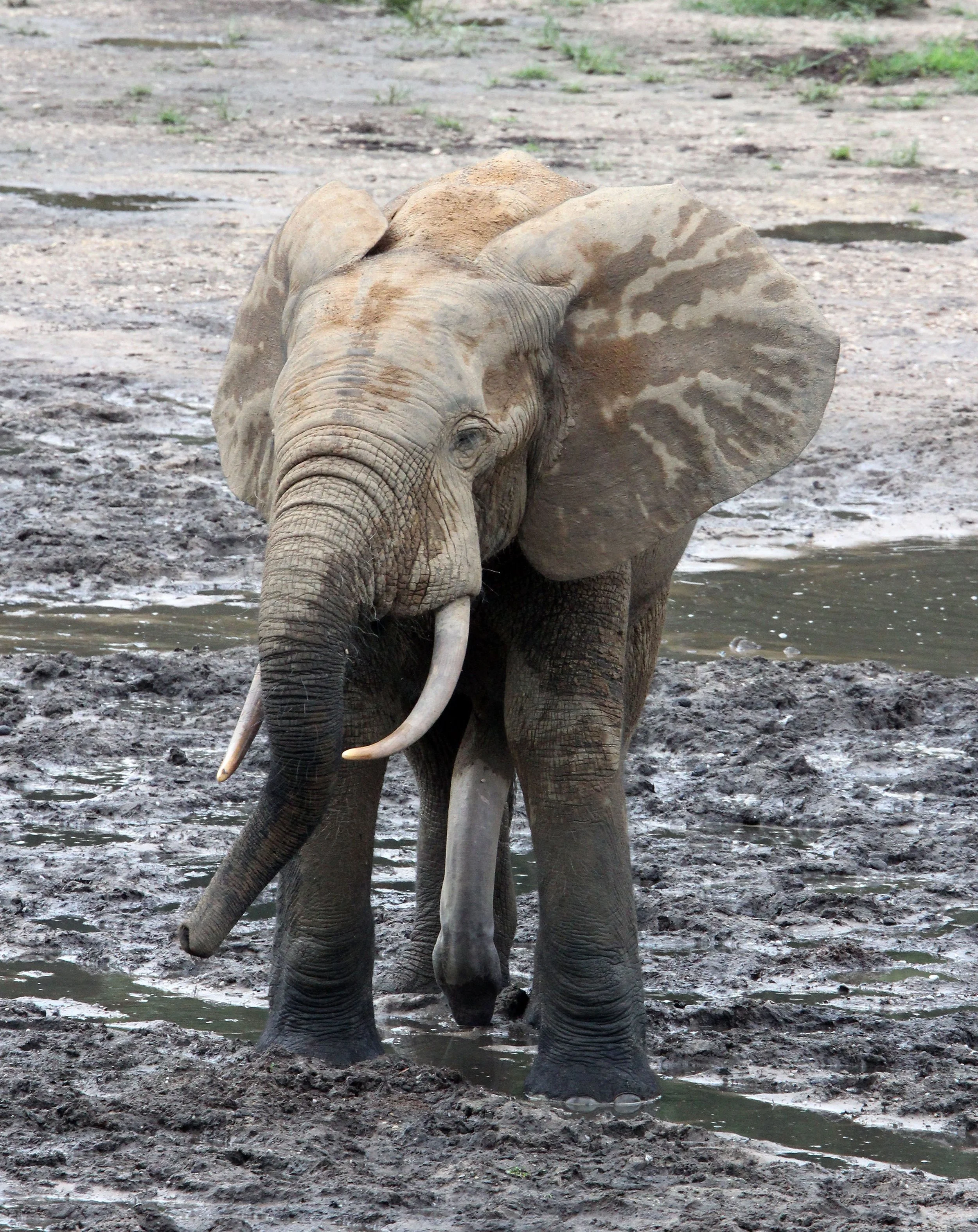 ELEPHANT - FOREST ELEPHANT - DZANGA BAI - DZANGA NDOKI NP CENTRAL AFRICAN REPUBLIC (201).JPG