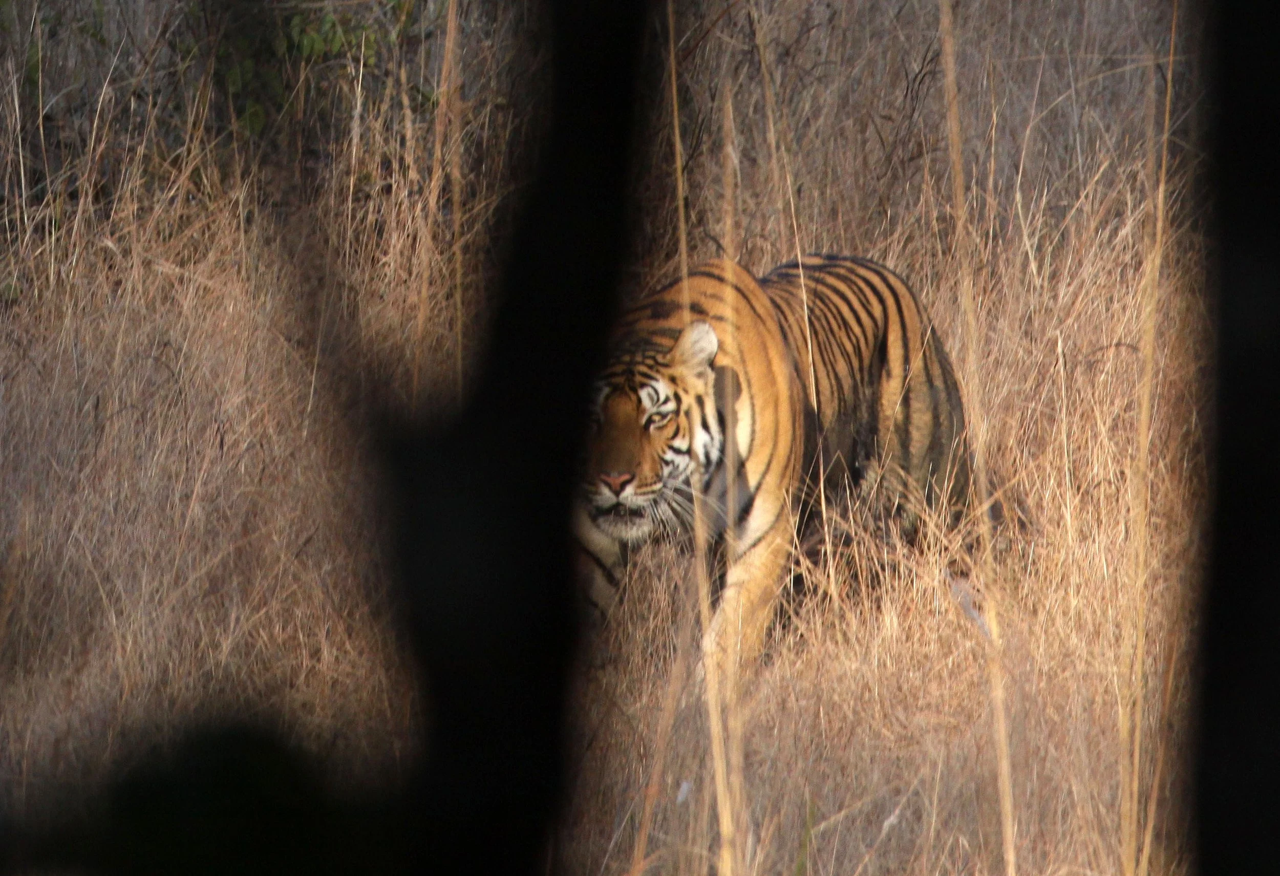 Panthera tigris tigris - BENGAL TIGER - KANHA NATIONAL PARK MADHYA PRADESH INDIA (70).JPG