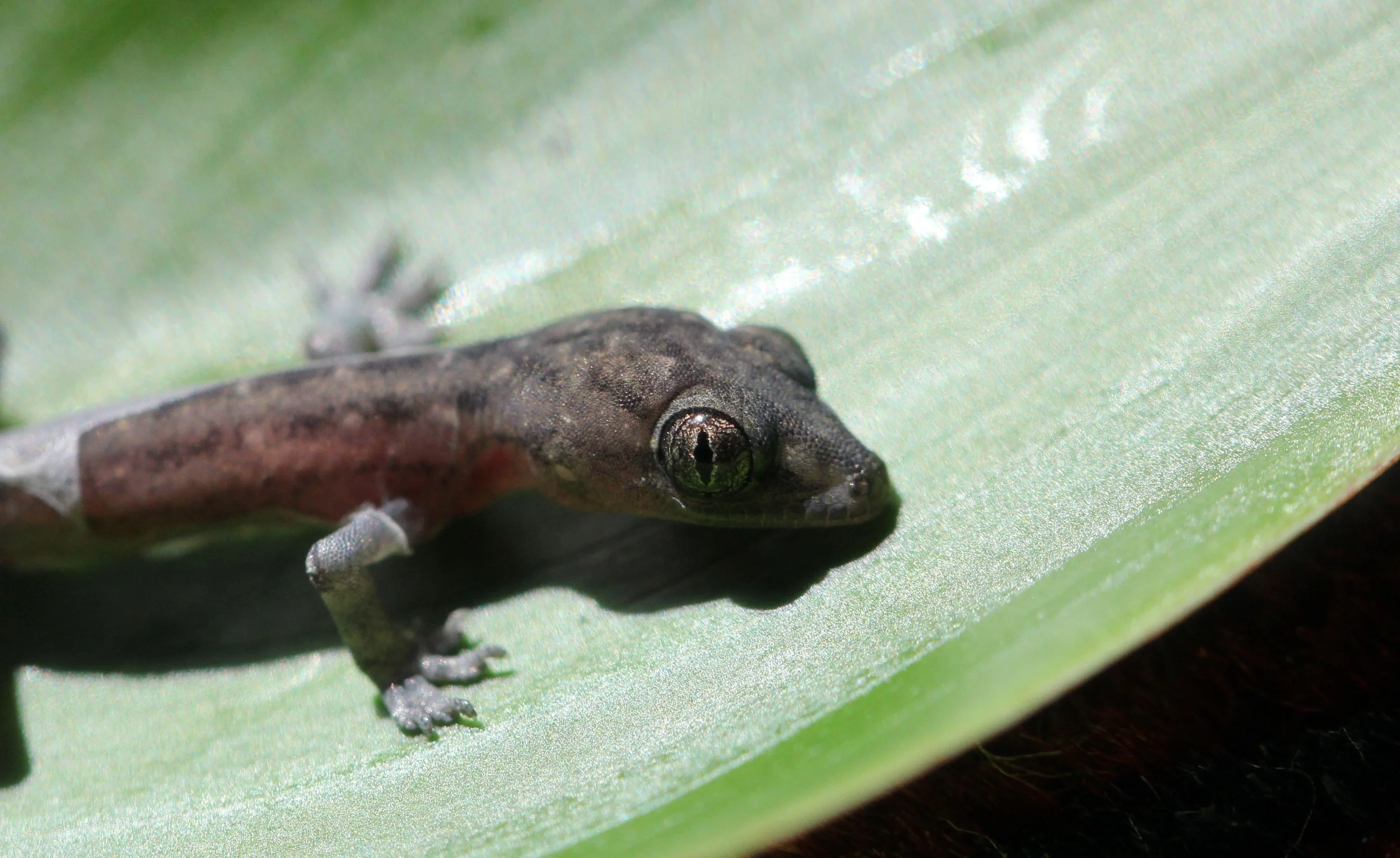 Hemidactylus frenatus - ASIAN HOUSE GECKO - NONTHABURI GARDEN.JPG