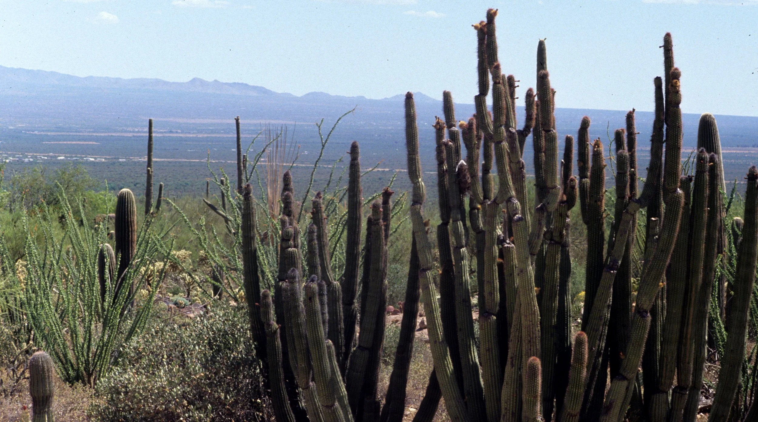 ORGAN PIPE CACTUS NP - CEREUS SPECIES.jpg