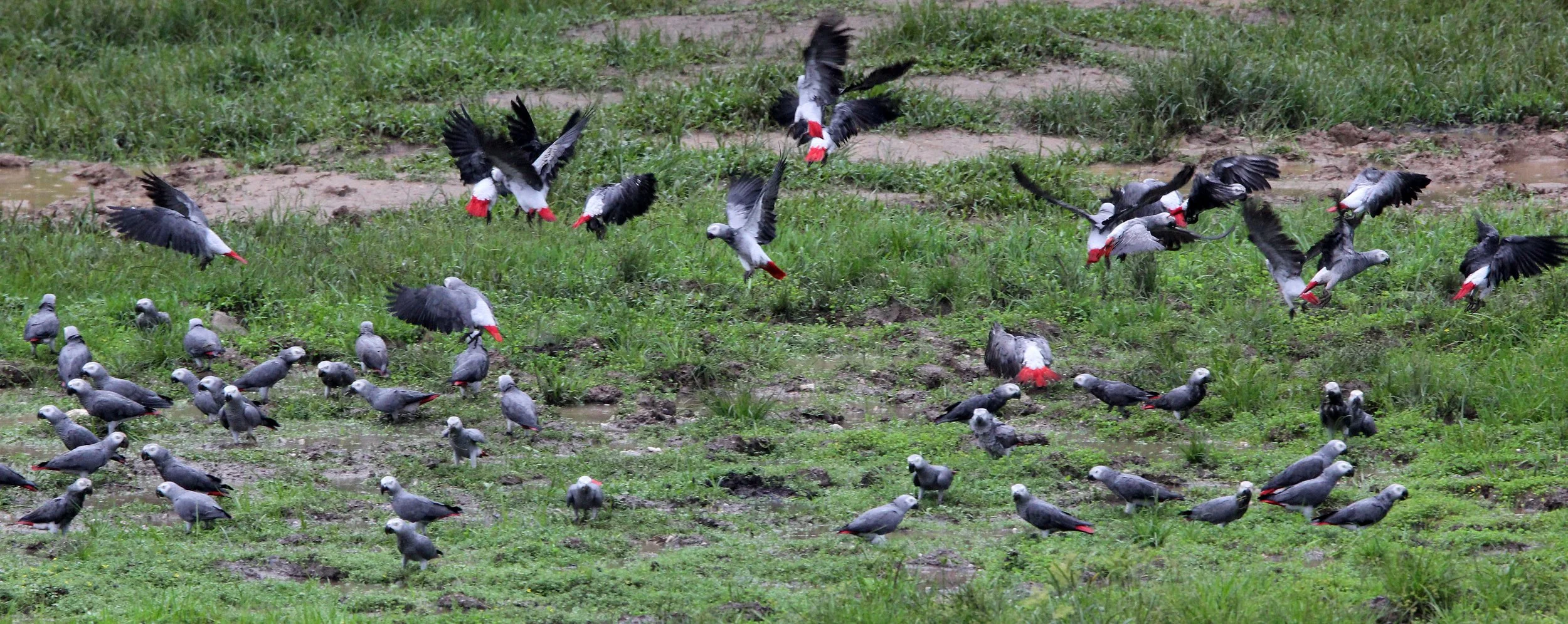 BIRD - PARROT - AFRICAN GREY PARROT - DZANGA BAI - DZANGA NDOKI NP CENTRAL AFRICAN REPUBLIC (19).JPG